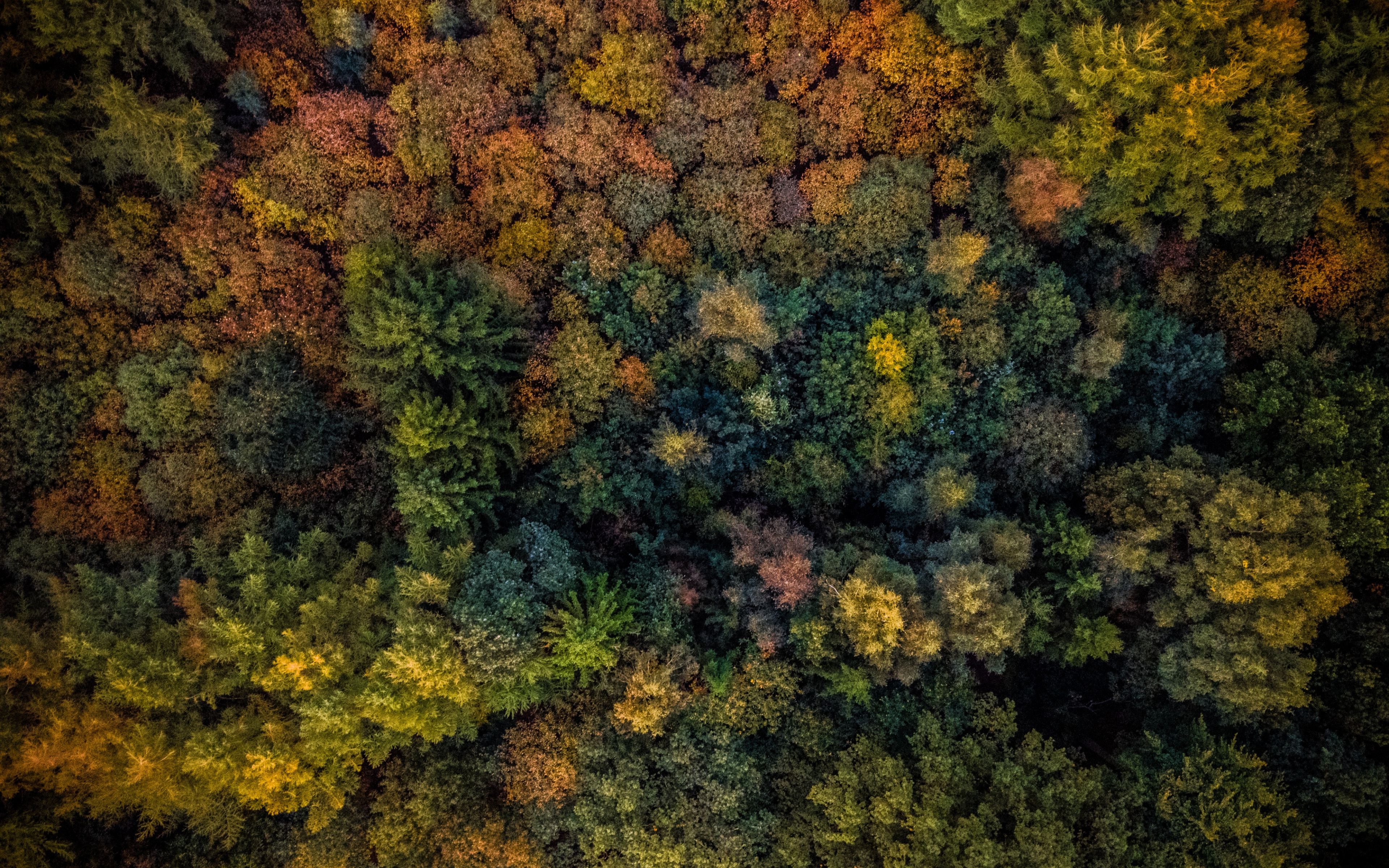 Autumn, Trees, Forest, Aerial View, Wallpaper