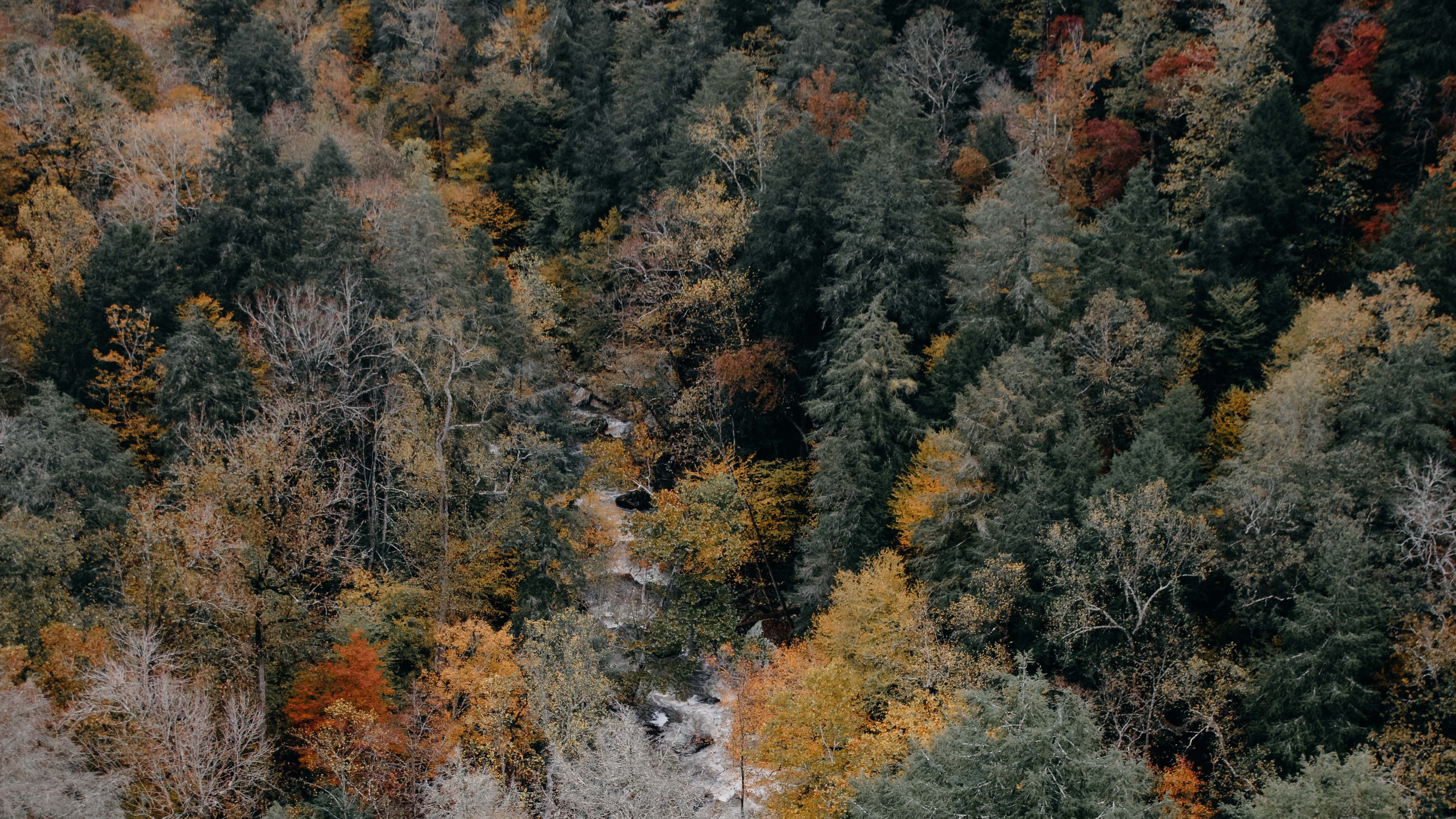 Wallpaper 4k trees, aerial view, autumn, colors of autumn, tops 4k Wallpaper