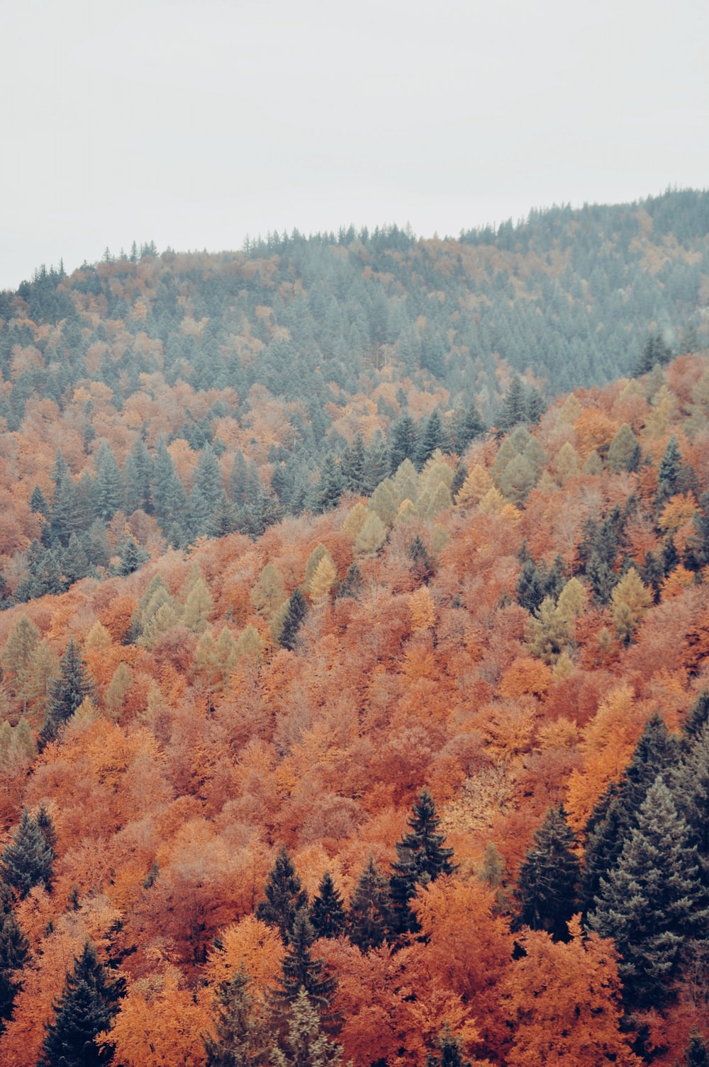 autumn pine trees in aerial view photo