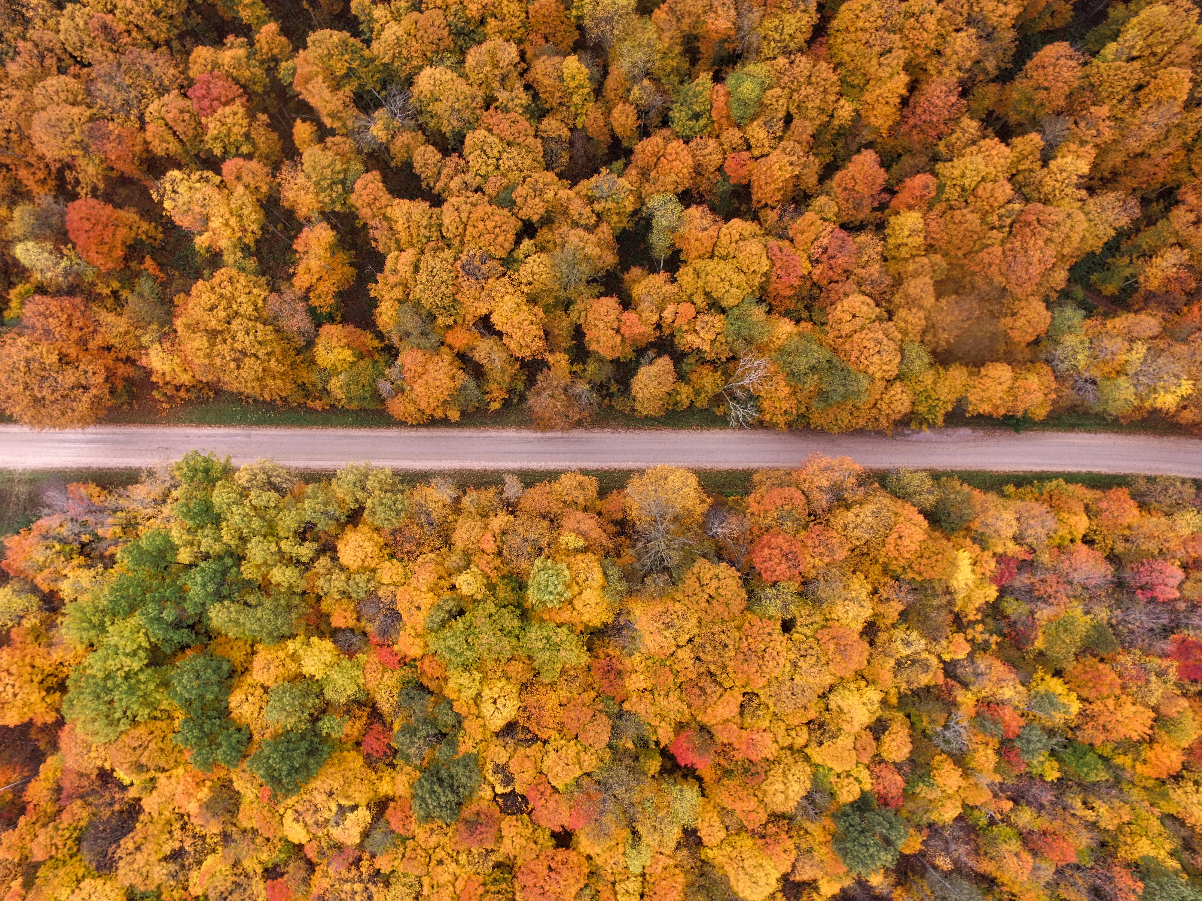 4000x3000 #colour, #fall, #road trip, #woodland, #outdoors, #road, #drone view, #division, #tree, #Free image, #aerial, #looking down, #dirt road, #path, #autumn, #straight, #color, #nature, #aerial view, #forest. Mocah HD Wallpaper