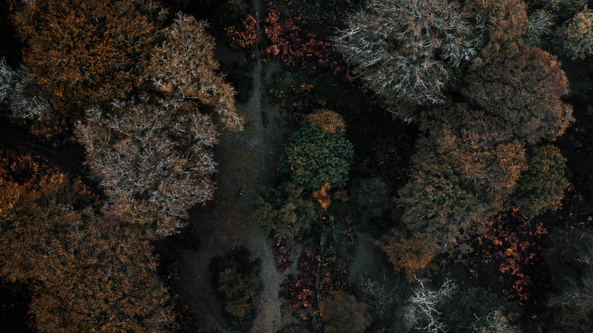 Download 1920x1080 Forest, Aerial View, Autumn Wallpaper for Widescreen