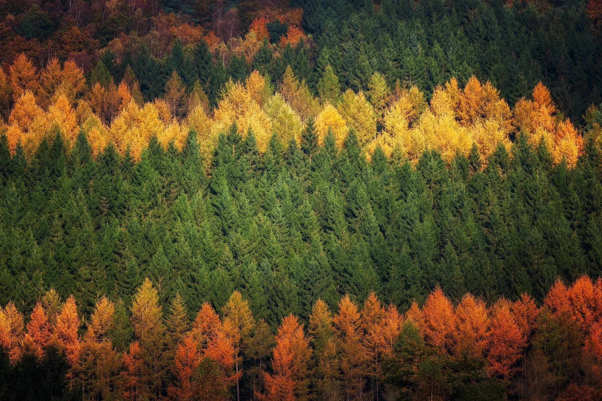 Wallpaper Colorful Trees, Aerial View, Forest, Autumn:2100x1400