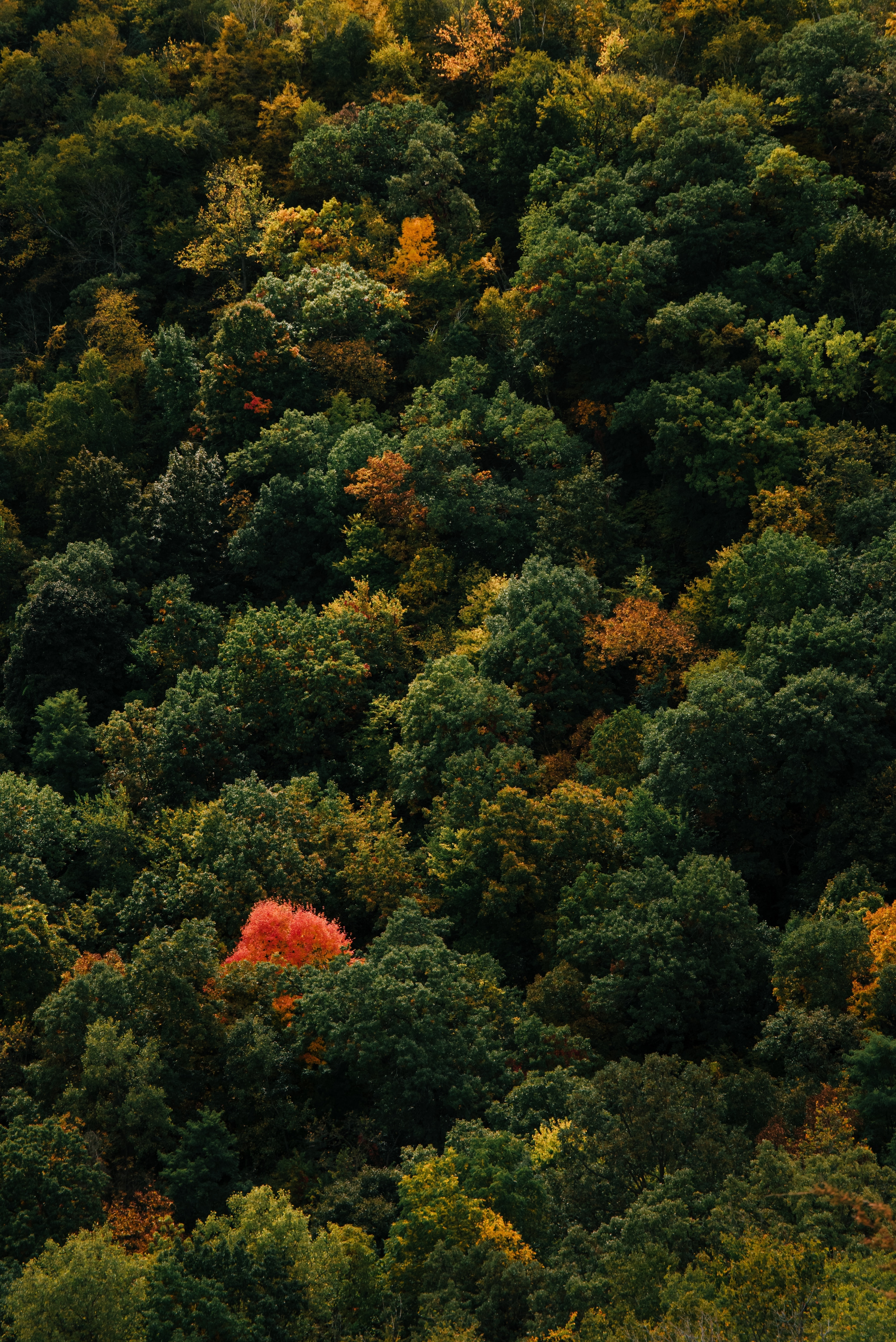 Wallpaper Trees, Aerial View, Forest, Fall, Autumn:4016x6016