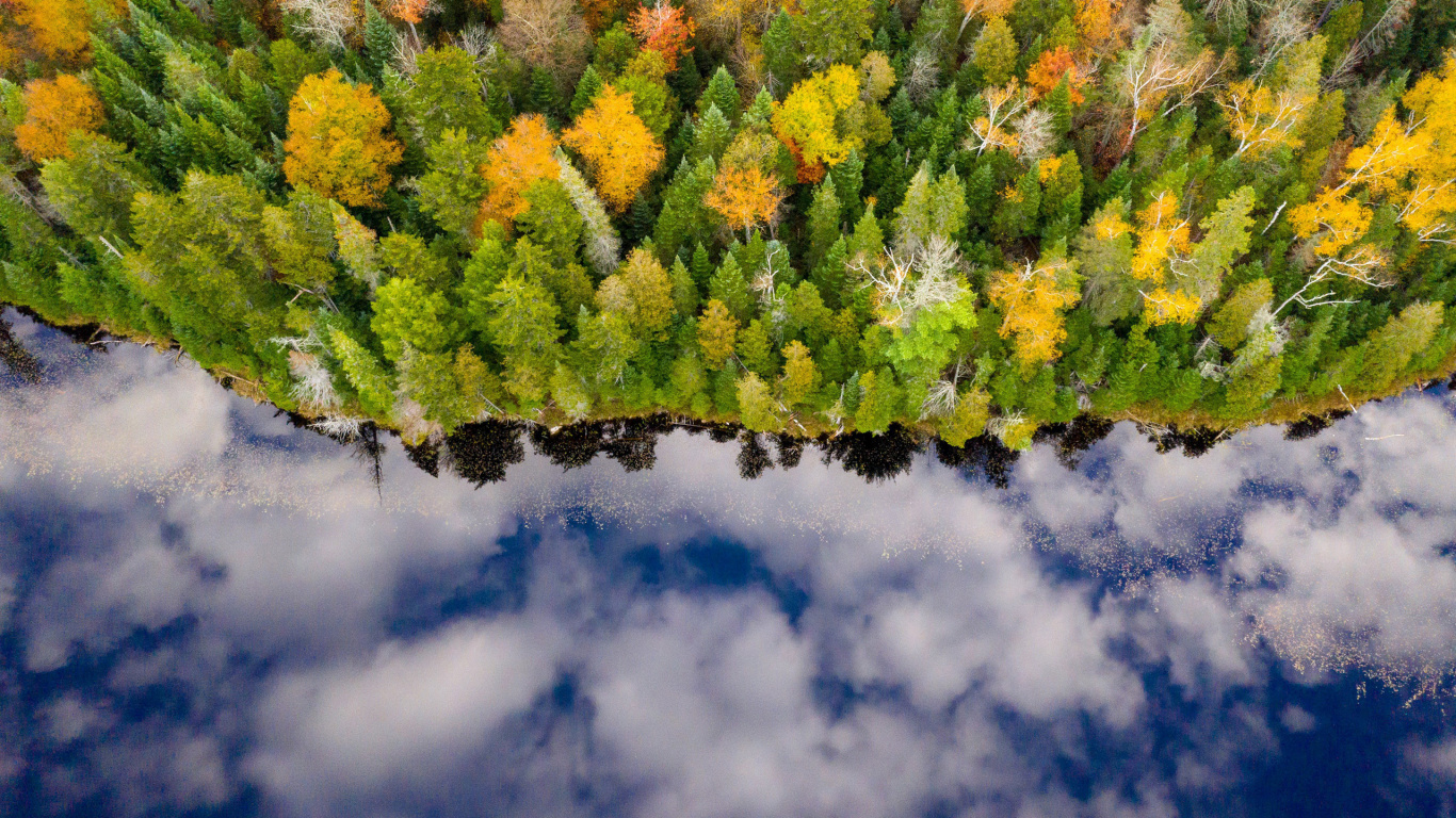 Download Autumn, trees, aerial view, nature wallpaper, 1366x768, Tablet, laptop