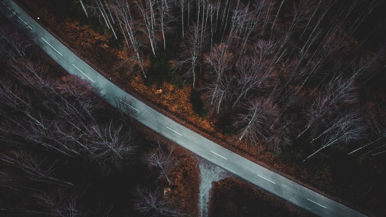 Wallpaper forest trees road aerial view branches autumn