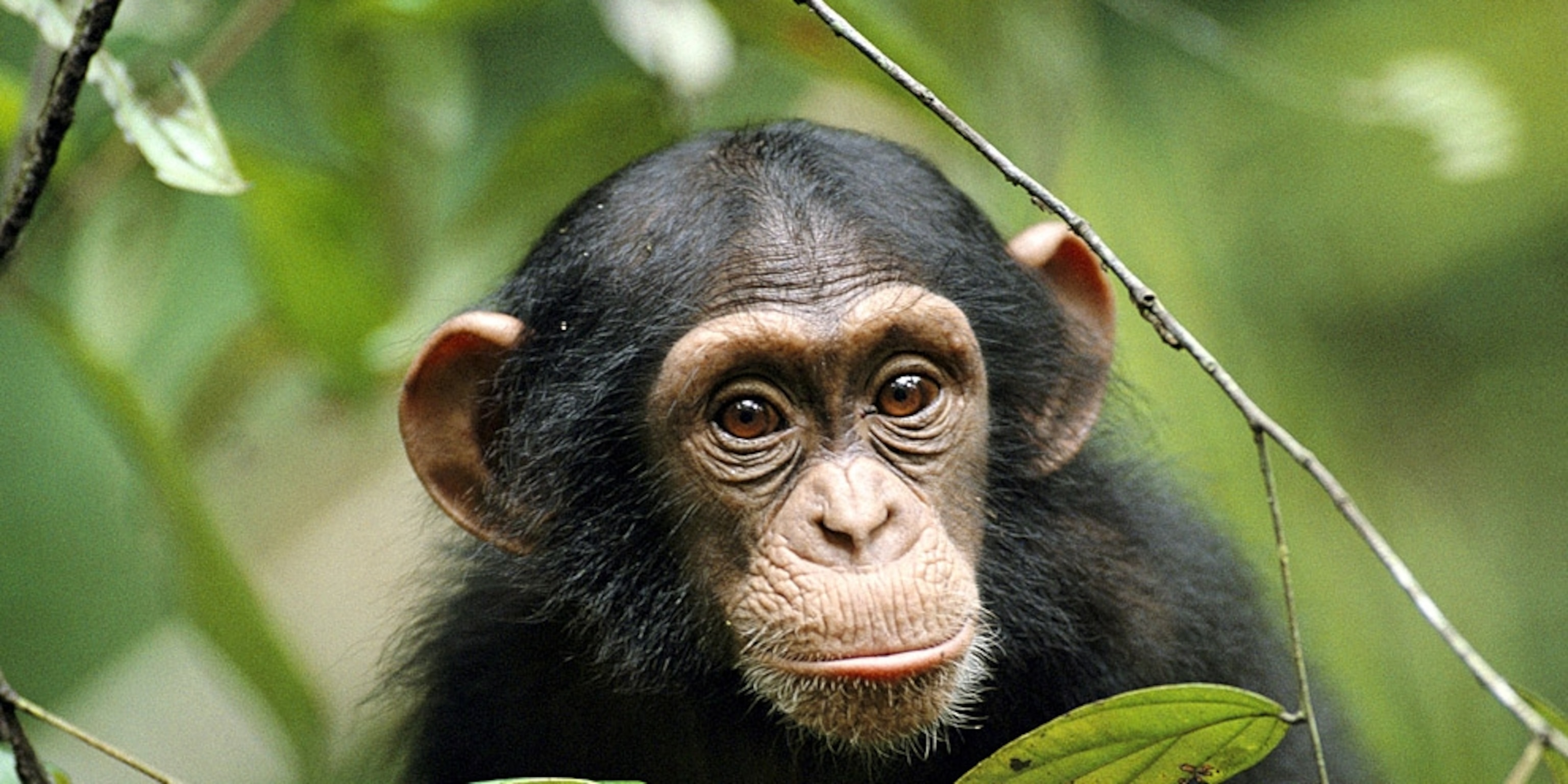 Chimp Picture