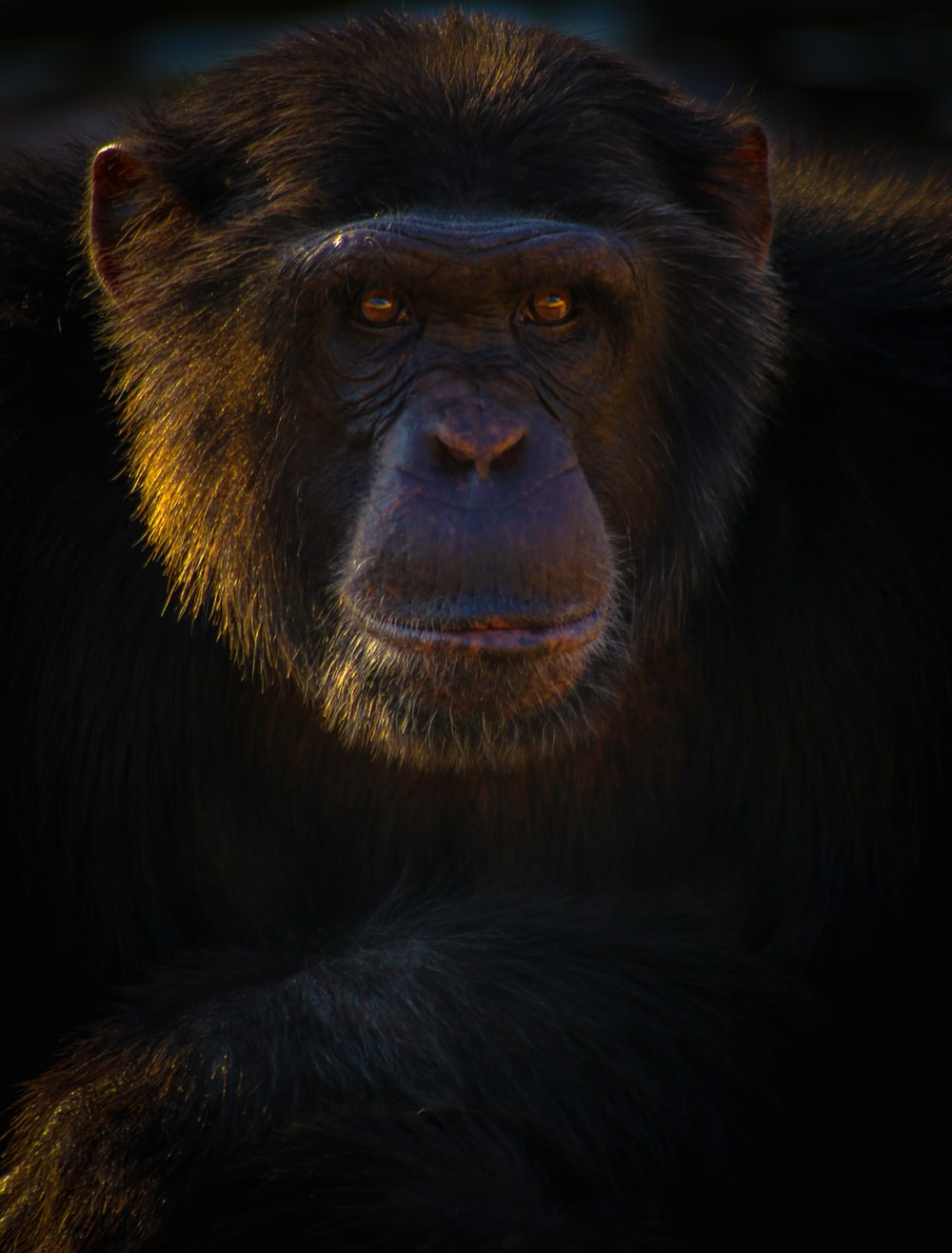 Chimpanzee Picture. Download Free Image