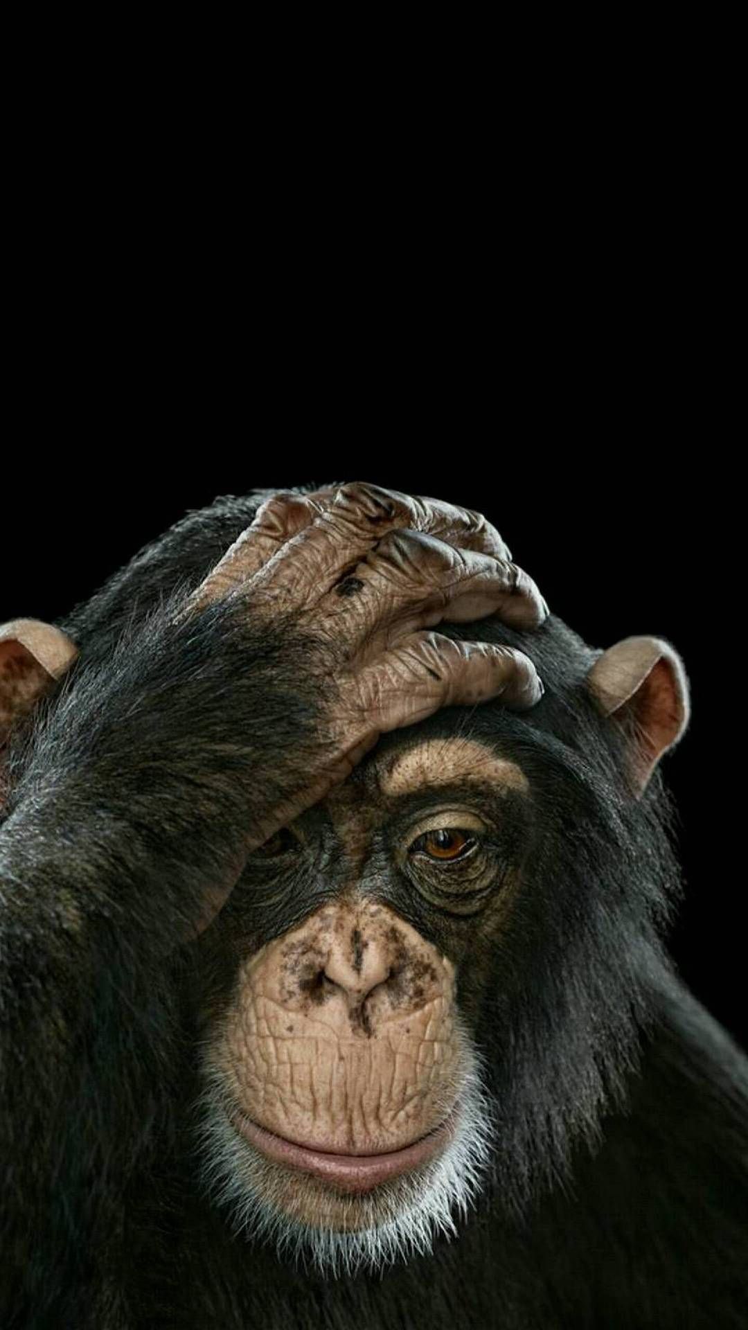 OiVey MonKey. Monkeys funny, Monkey picture, Animals beautiful