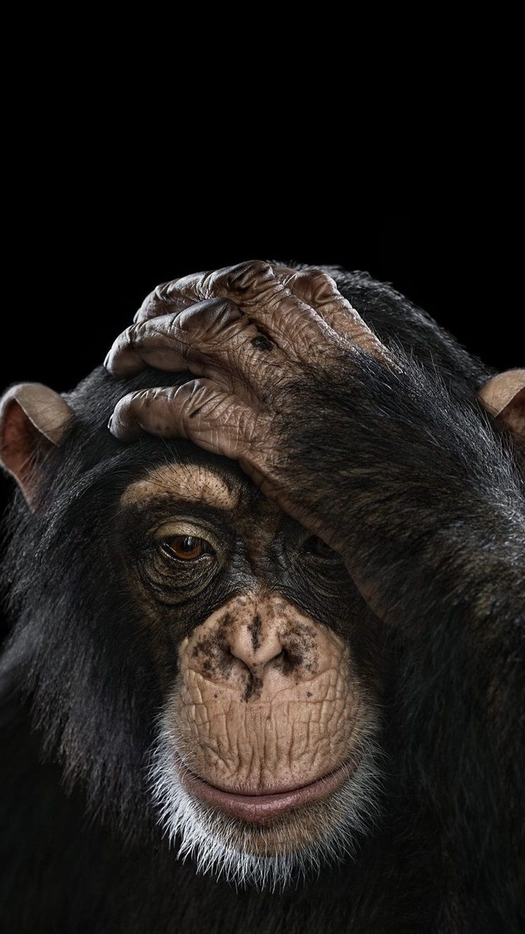 Chimpanzee Wallpaper Free Chimpanzee Background