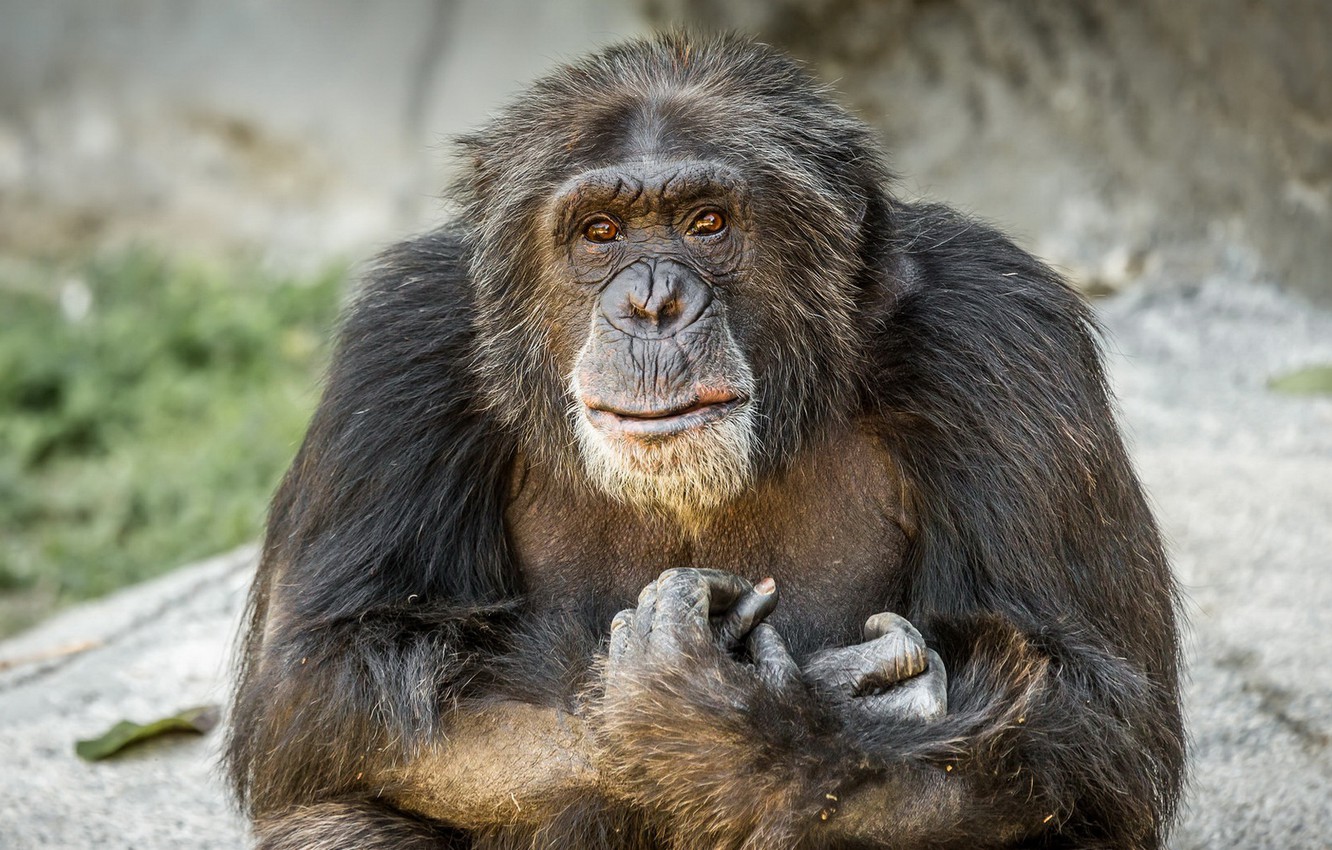 Wallpaper look, monkey, Chimpanzee image for desktop, section животные