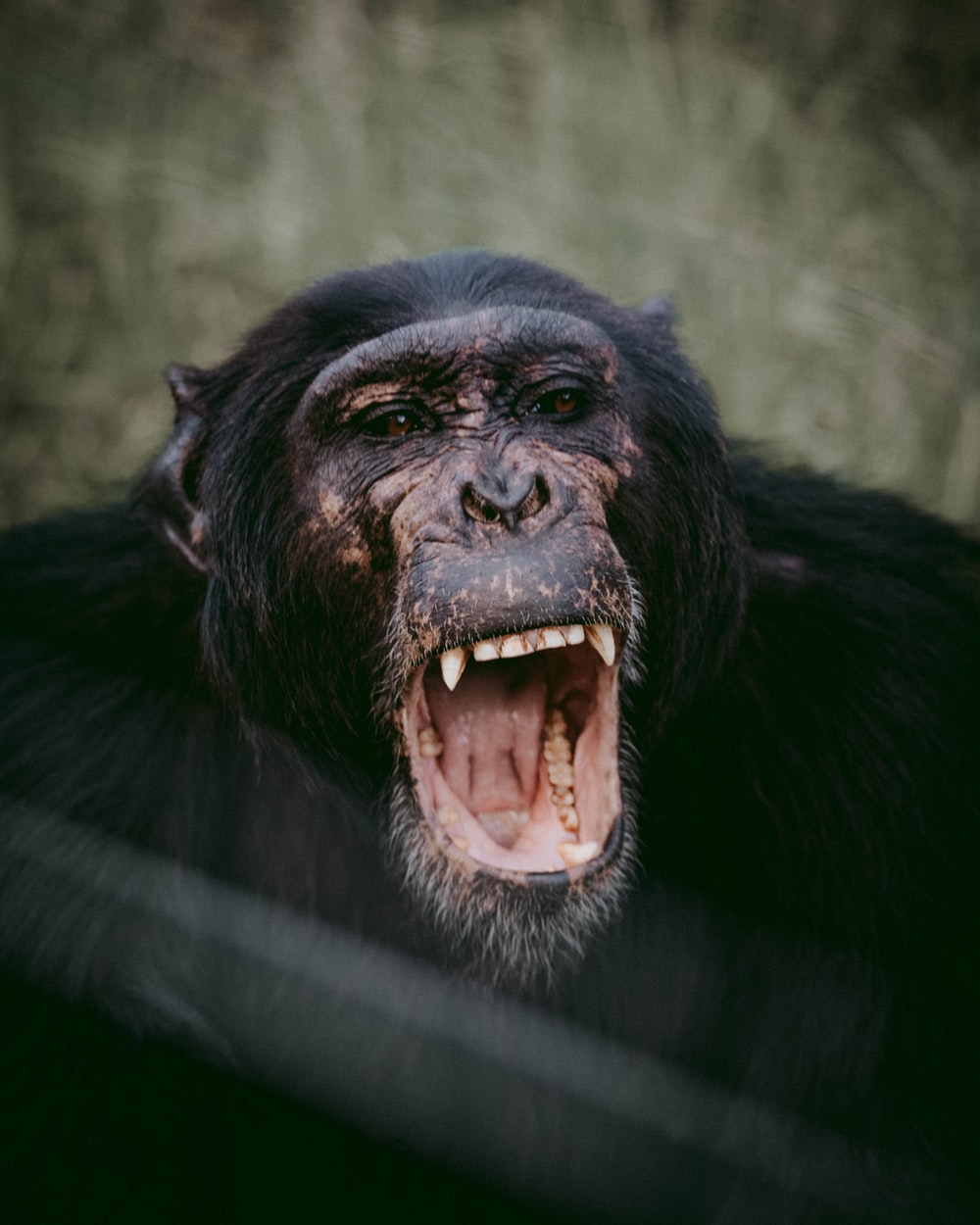 Chimpanzee Picture. Download Free Image