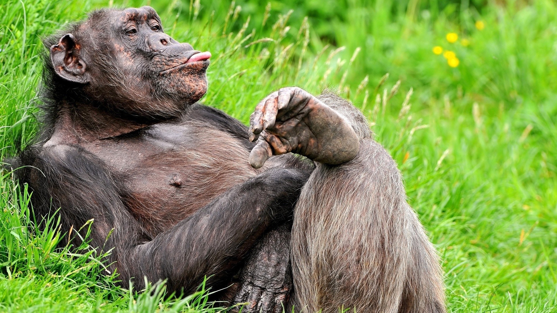Funny chimps