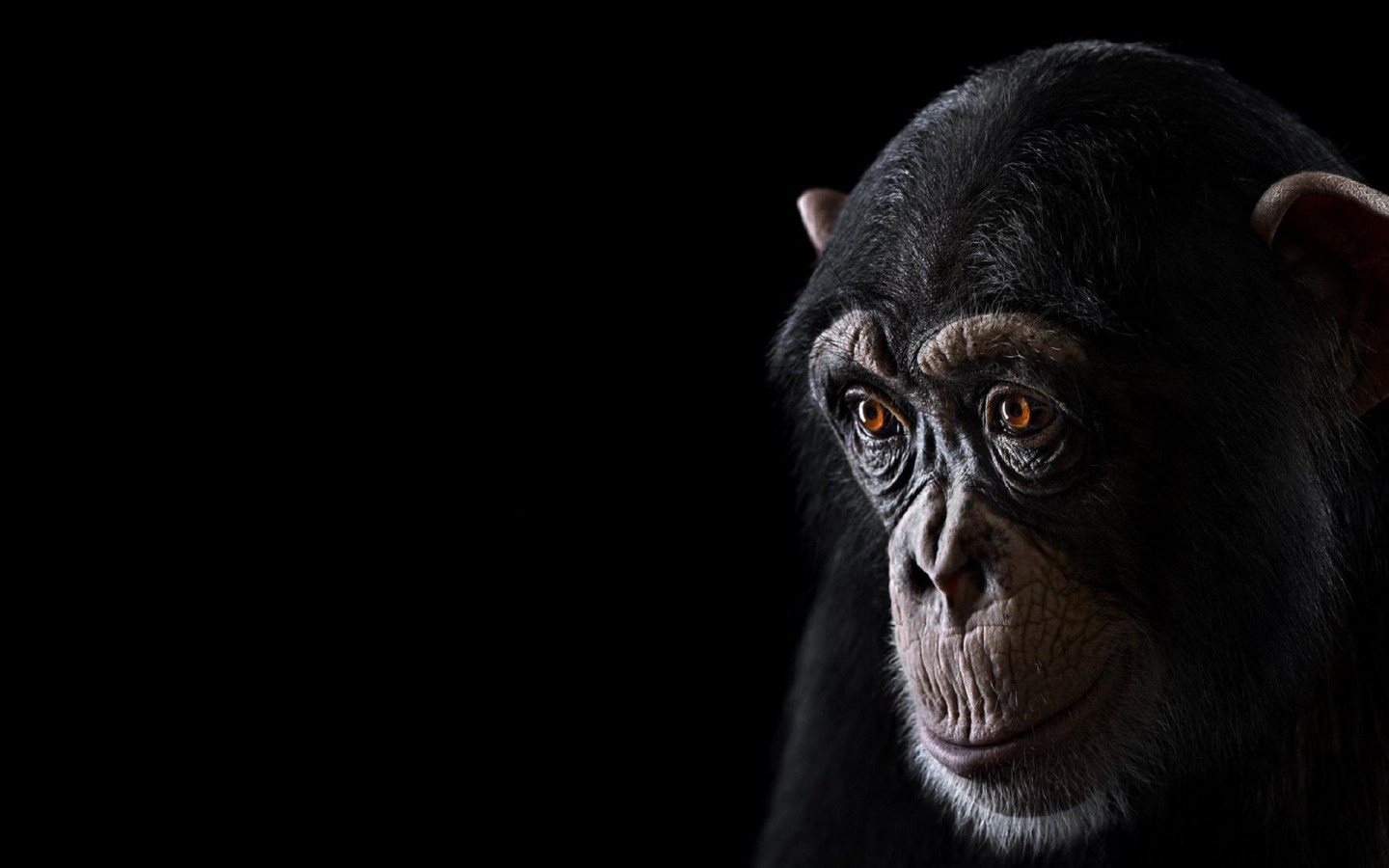 Free Download Chimpanzee Free Animals Wallpaper