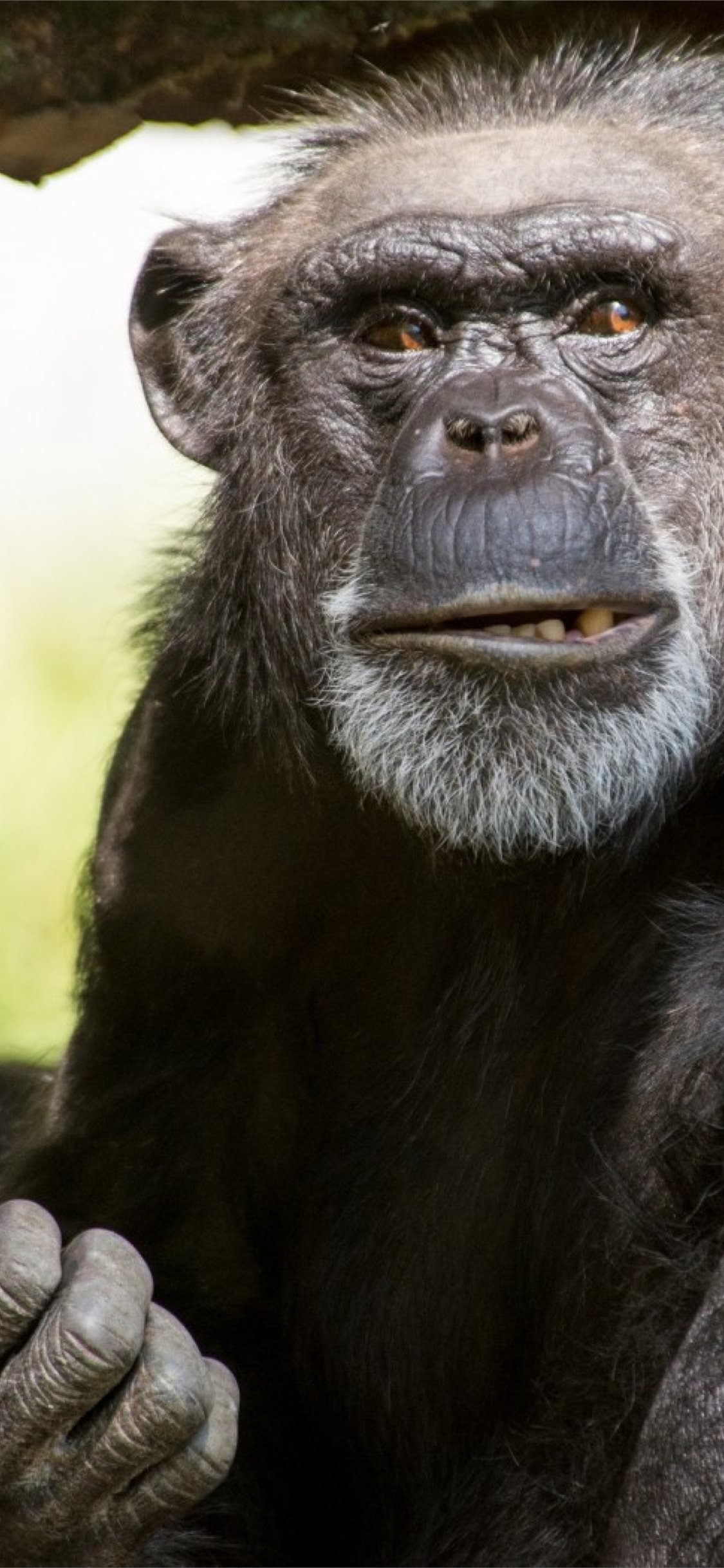 chimpanzee iPhone Wallpaper Free Download