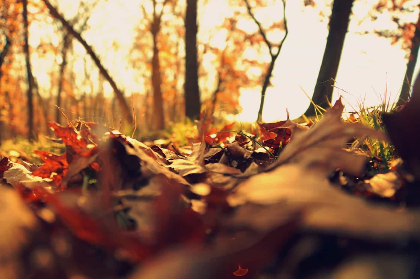 Inspiring Fall Quotes and Sayings