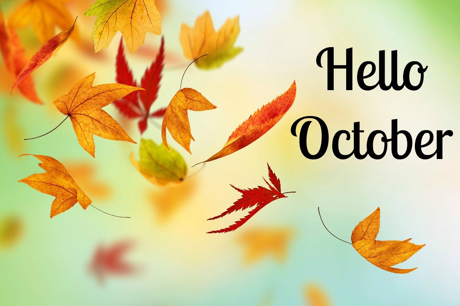 Hello October Fall Quotes Wallpaper Free Hello October Fall Quotes Background