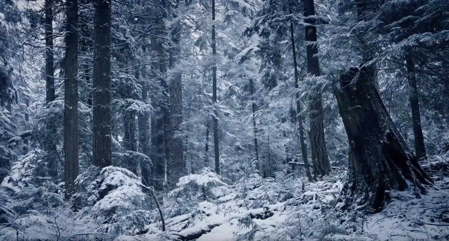 Snow in the winter forest live wallpaper [DOWNLOAD FREE]