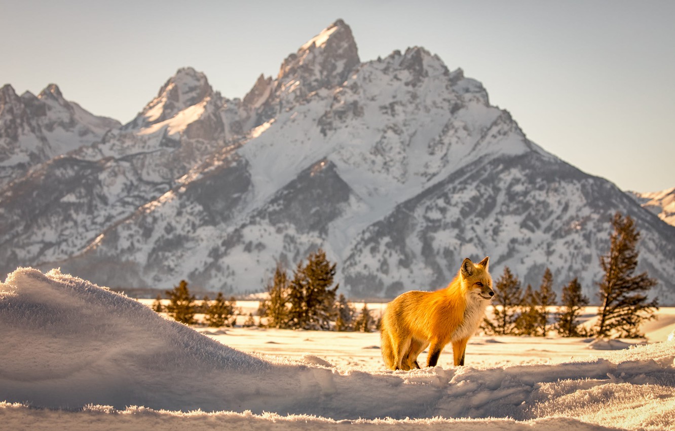 Wallpaper winter, snow, landscape, mountains, nature, animal, Fox, Wyoming, USA, Fox, national Park, Grand Teton, Grand Tetons image for desktop, section праздники