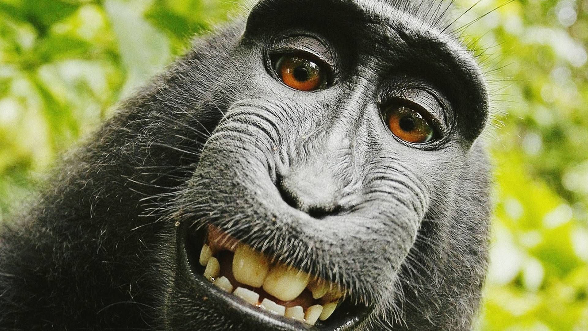 Monkeys Are Putting On A Funny Look Background, Monkey Meme Pictures  Background Image And Wallpaper for Free Download