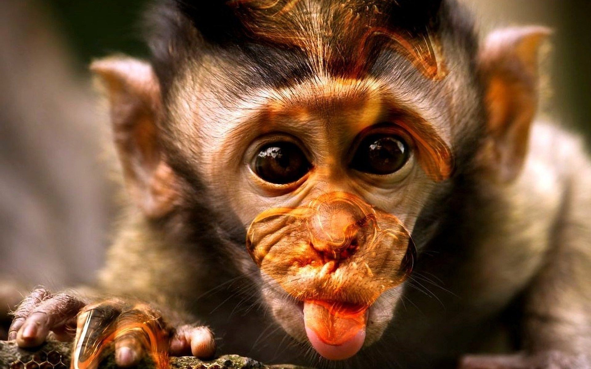 Monkey Funny Wallpaper background picture