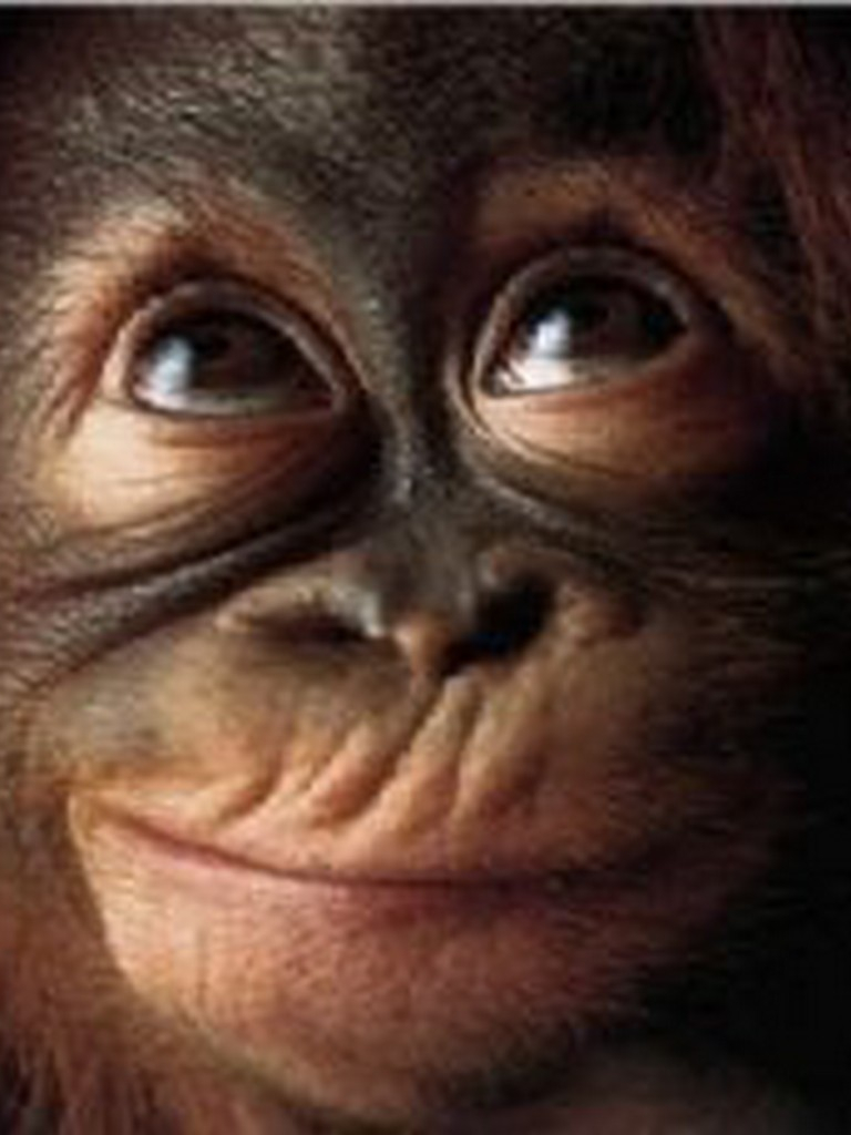 Download Really Funny Monkey Face Meme Picture