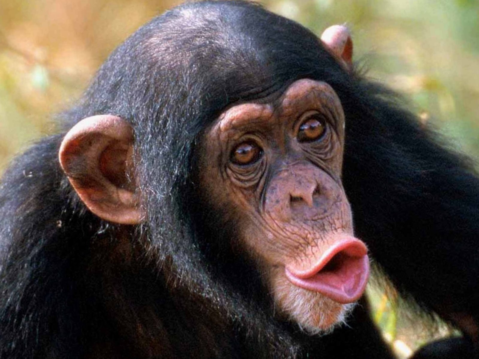 Cute Monkey Face Wallpaper Macacos Memes HD Wallpaper