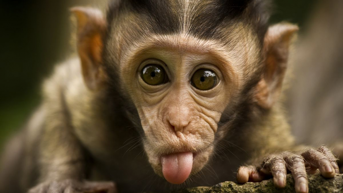 Cute Monkey Face, Monkey Meme, HD wallpaper