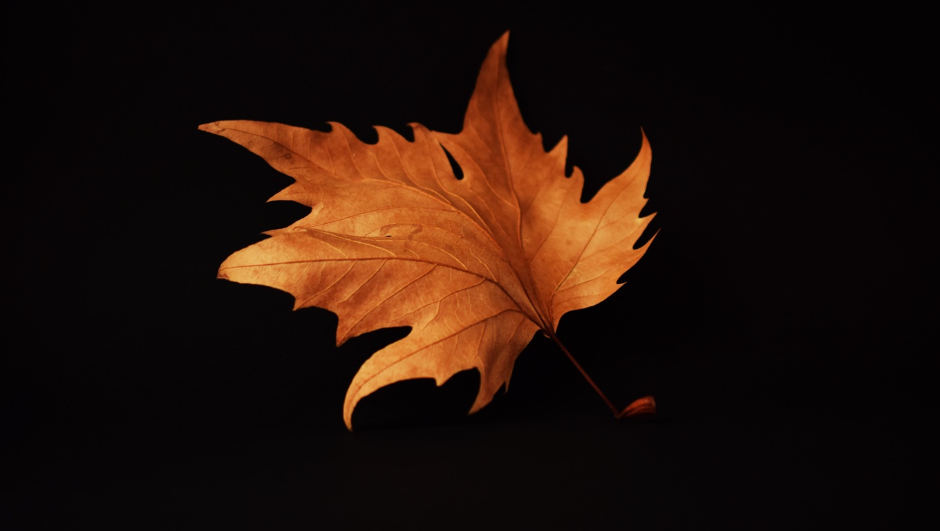 Autumn Leaf Black Background Laptop HD HD 4k Wallpaper, Image, Background, Photo and Picture