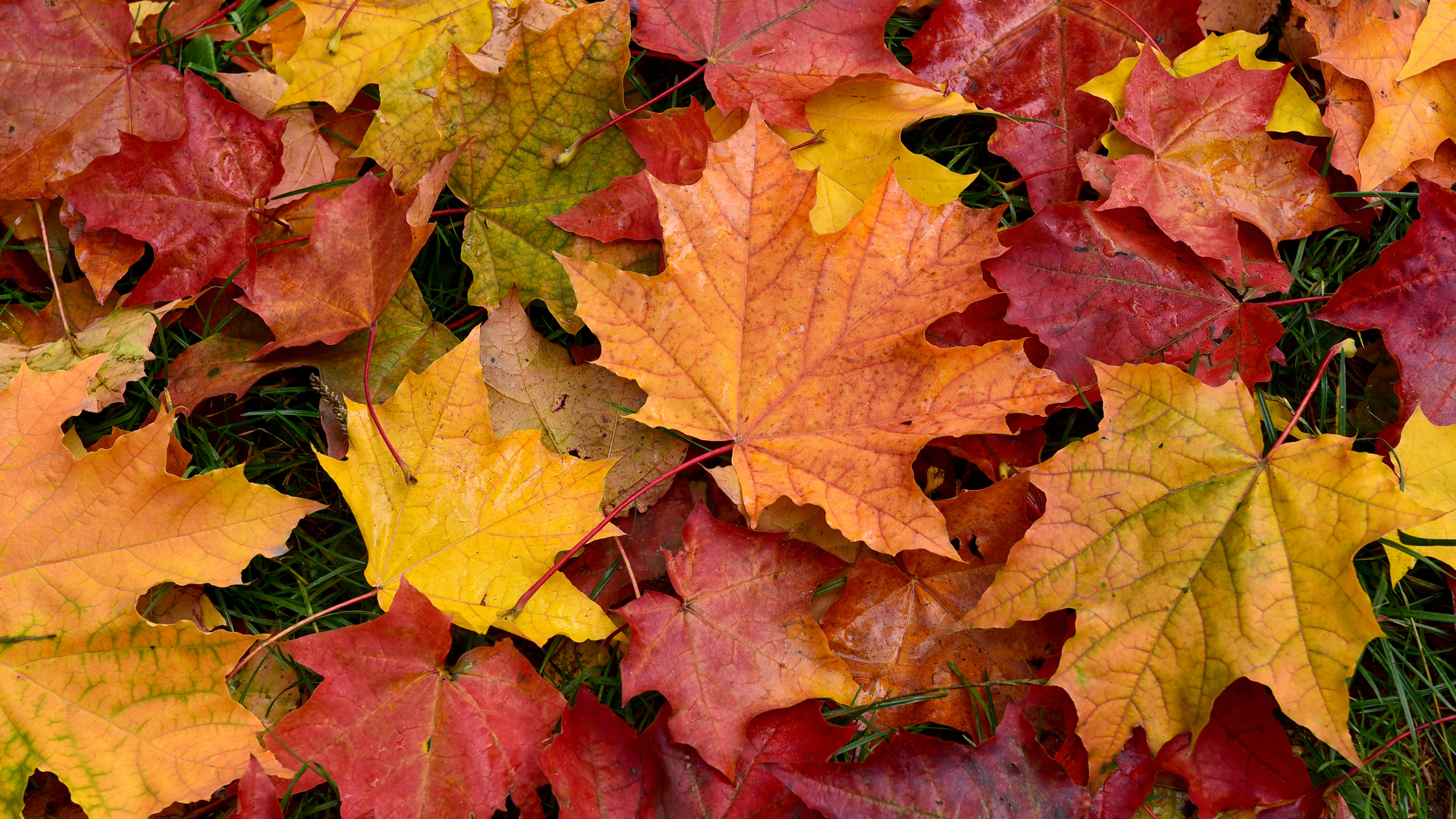 Fall отзывы. Осенние листья. Красивые листья. Осень листва. Осенняя листва картинки.
