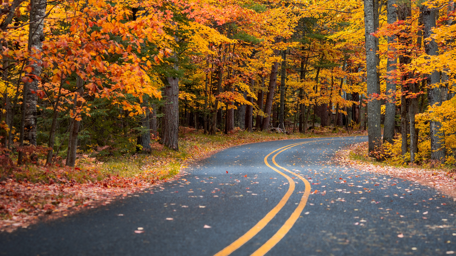 Autumn Drive Road 4k Laptop Full HD 1080P HD 4k Wallpaper, Image, Background, Photo and Picture