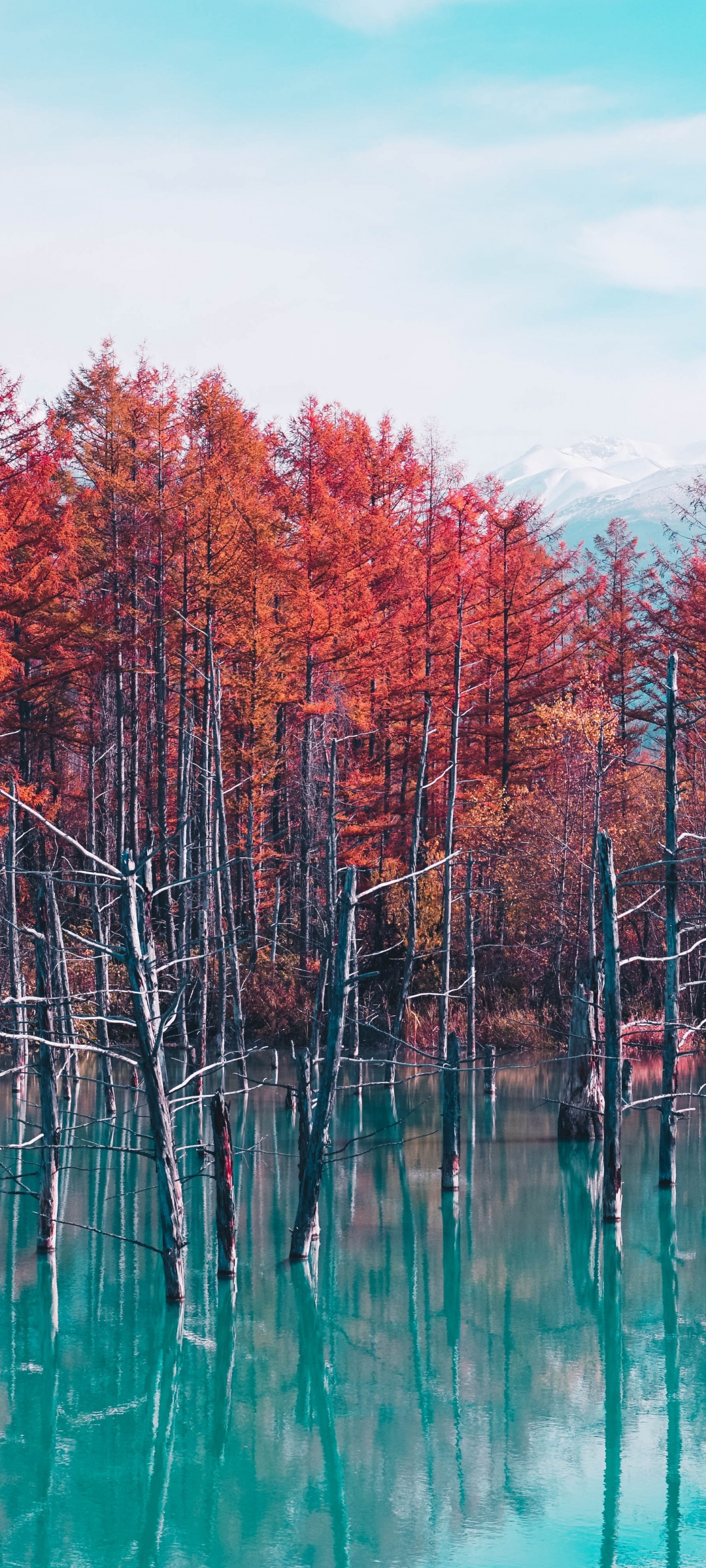 Shirogane Blue Pond Wallpaper 4K