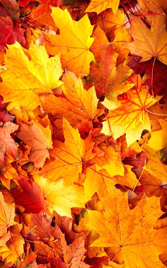 Fall iPhone Wallpaper Backgrounds  Free To Download