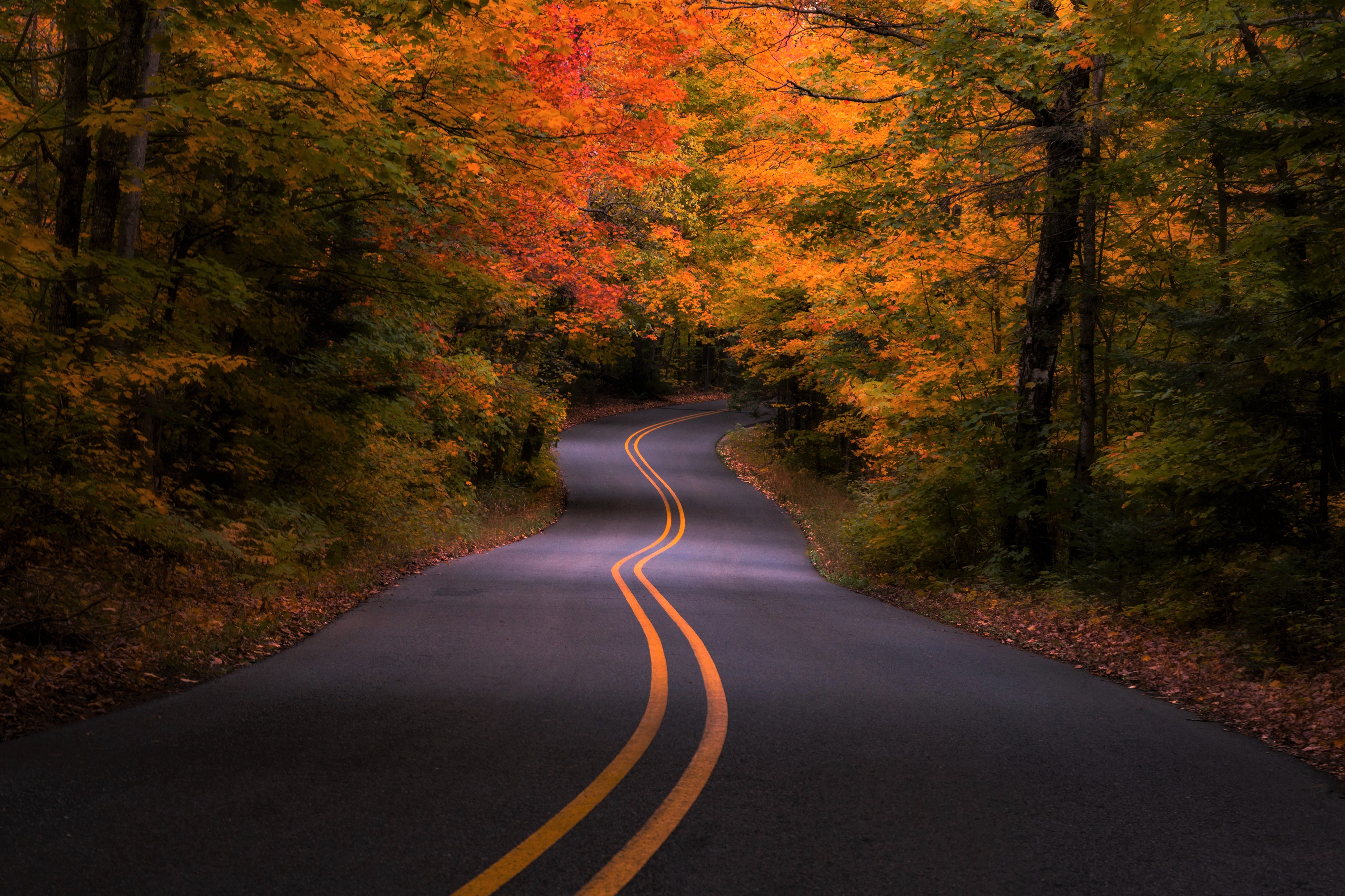 Autumn Roadway: Vibrant Colors of the Forest in HD