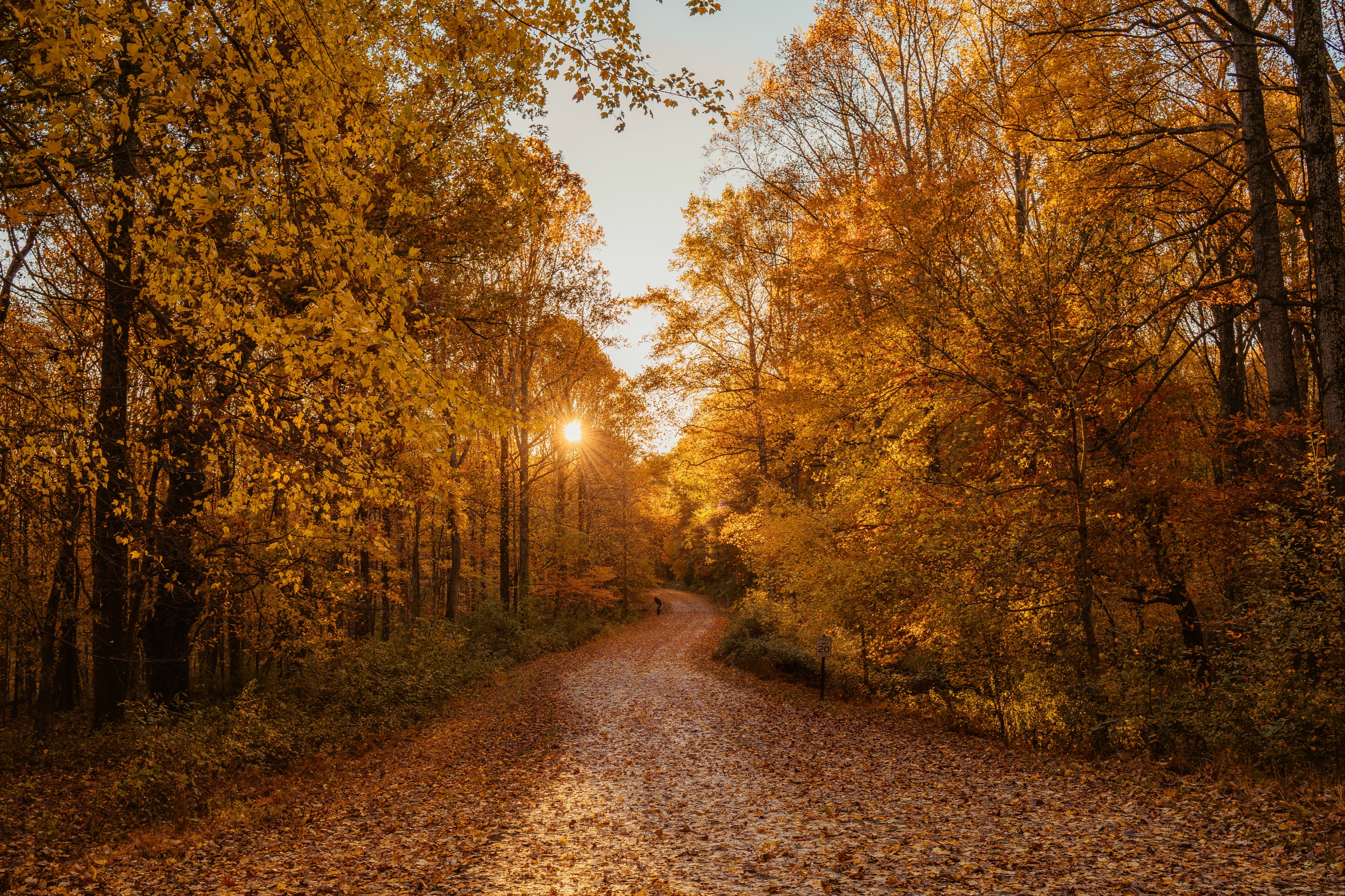 Autumn Road 4k, HD Nature, 4k Wallpaper, Image, Background, Photo and Picture