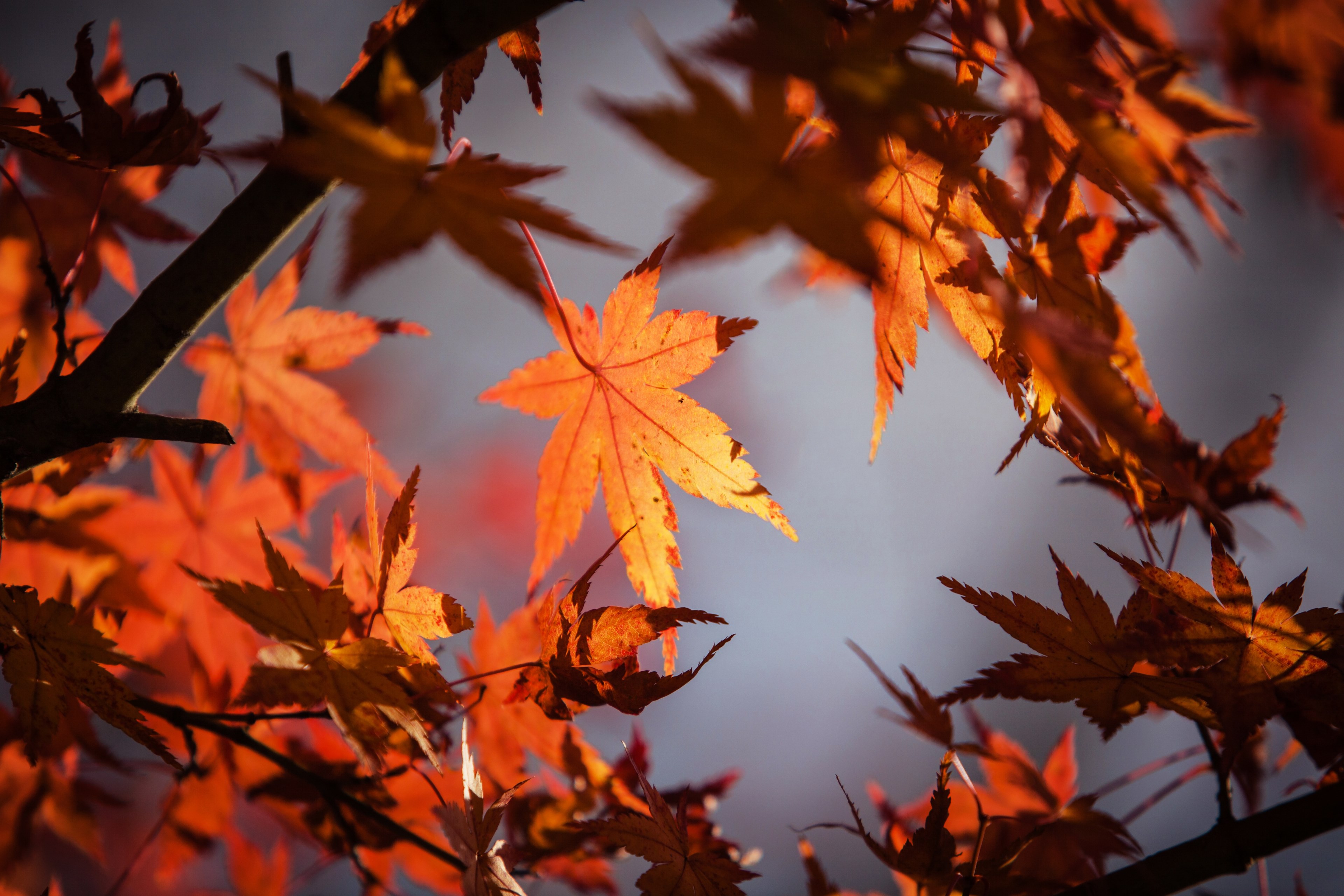 Wallpaper / autumn leave japan nature maple red fall leave 4k wallpaper