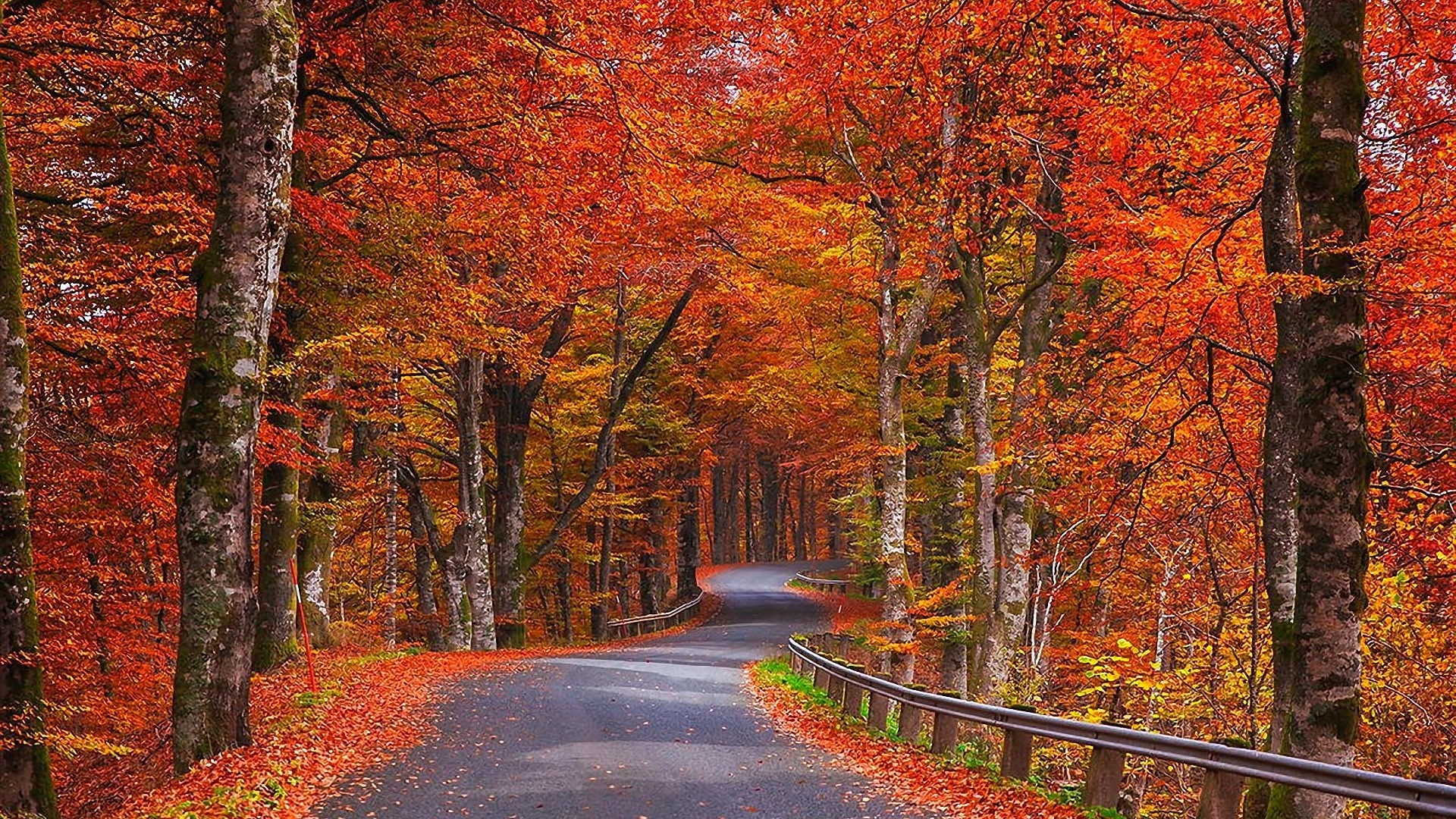 Autumn Trees & Road Sweden desktop PC and Mac wallpaper