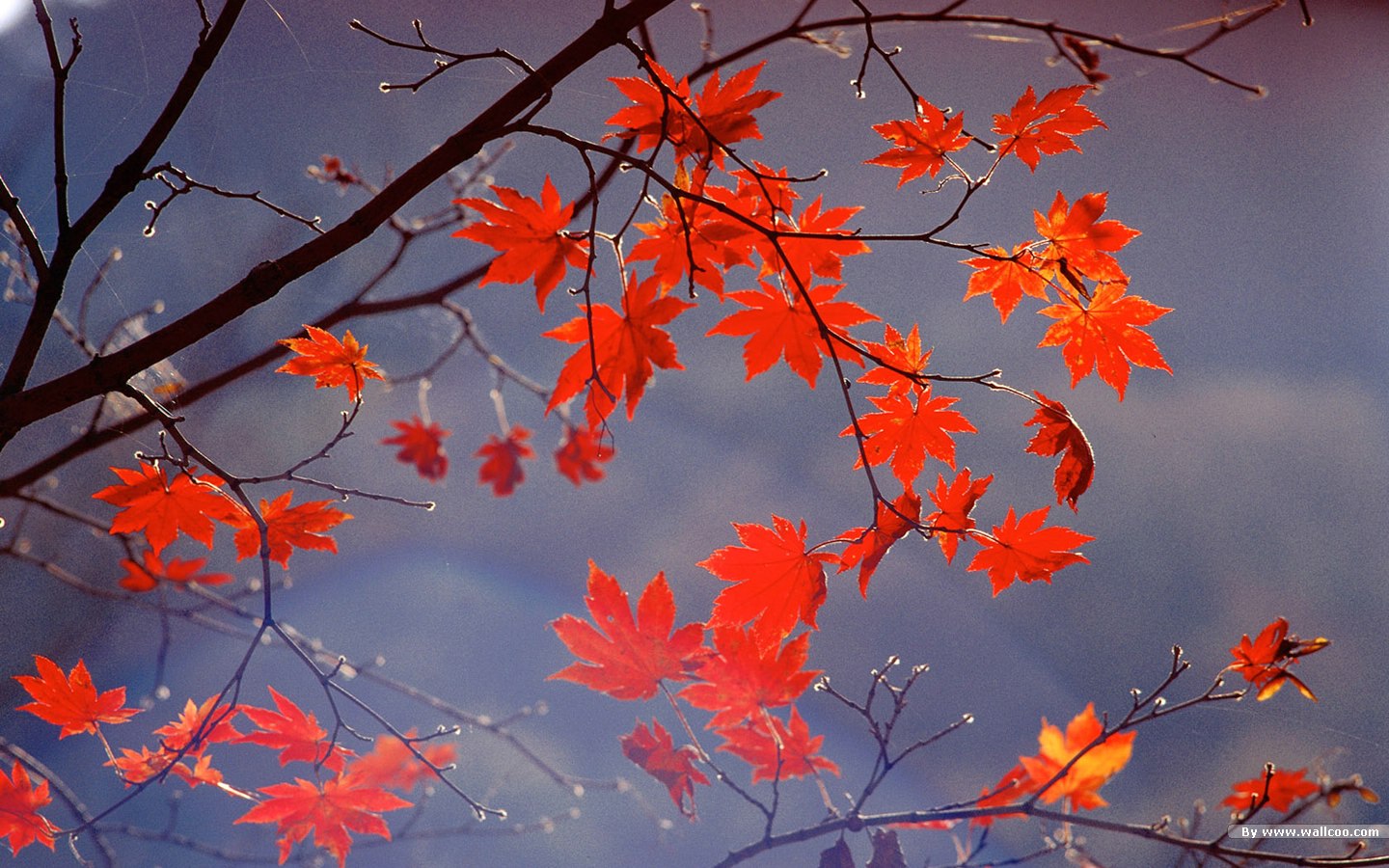 Autumn tints Fall leaves Widescreen wallpaper 1440*900 NO.31 Wallpaper
