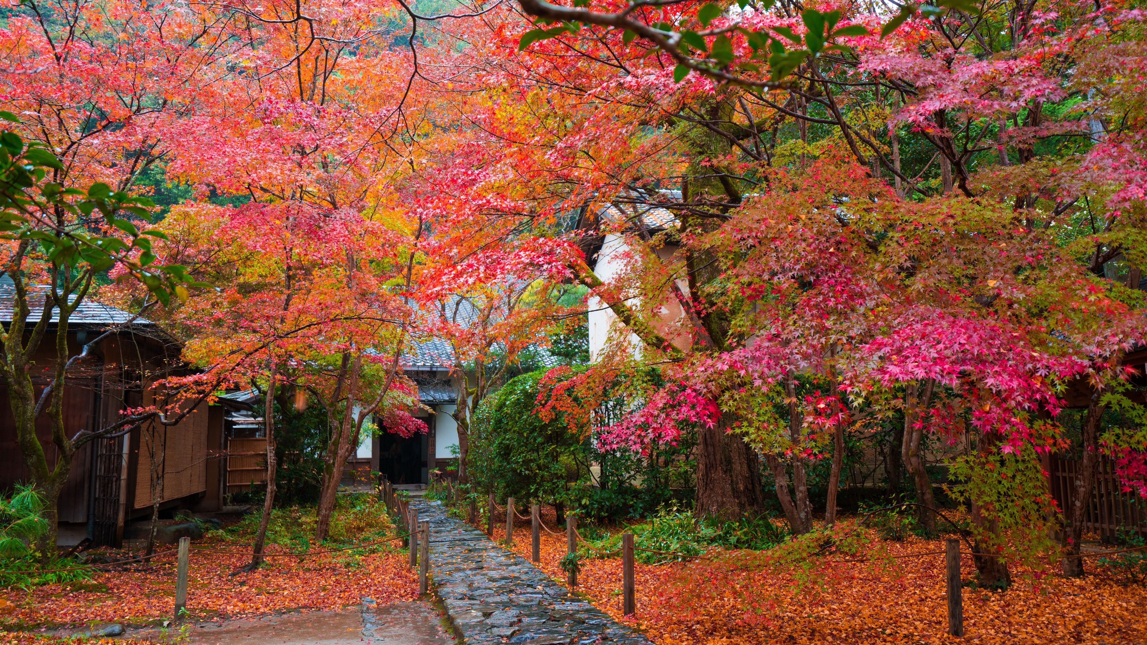 Wallpaper Japan, trees, red maple leaves, autumn, house, garden 5120x2880 UHD 5K Picture, Image