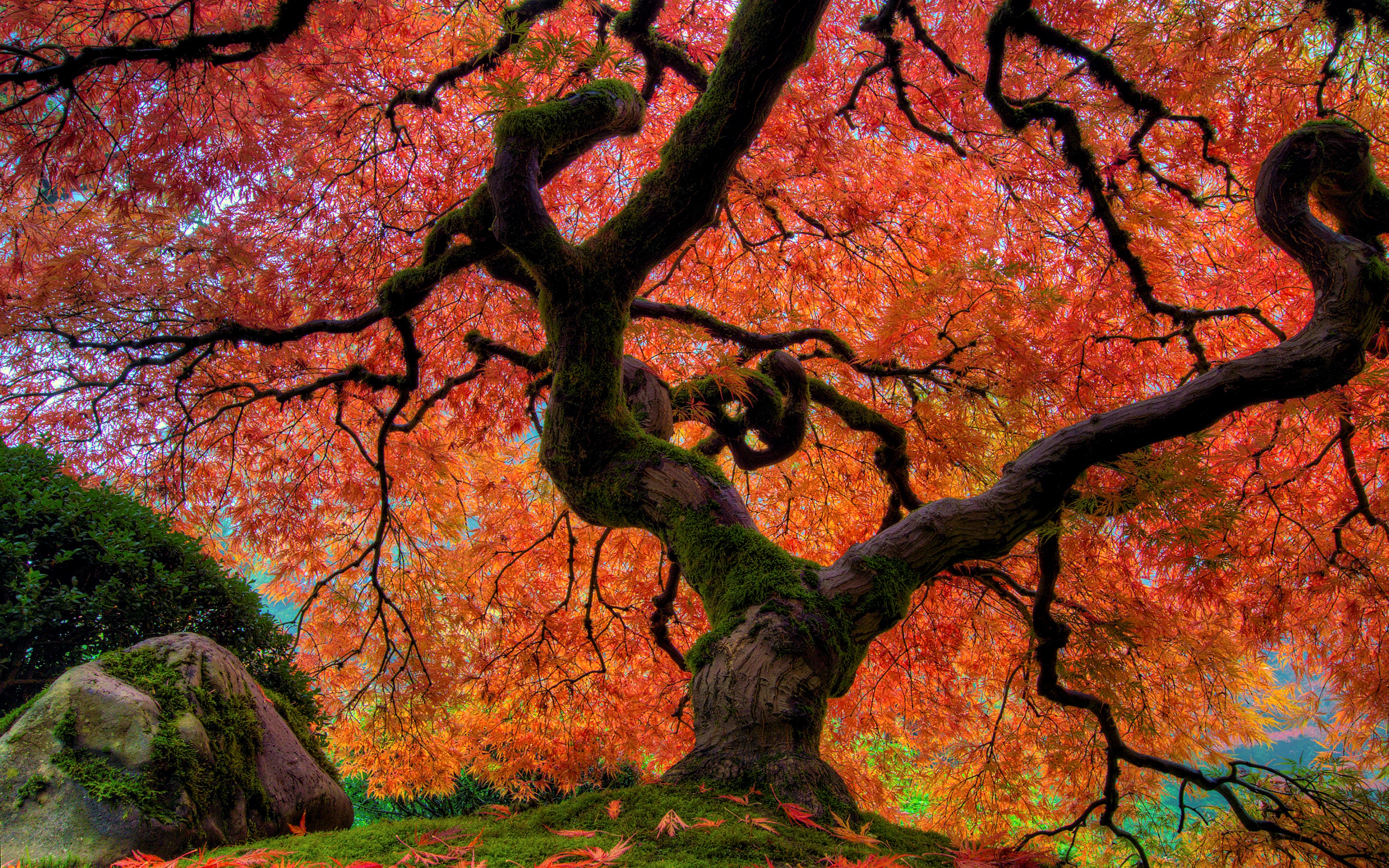 Giant Maple Tree in Japanese Garden 4k Ultra HD Wallpaper