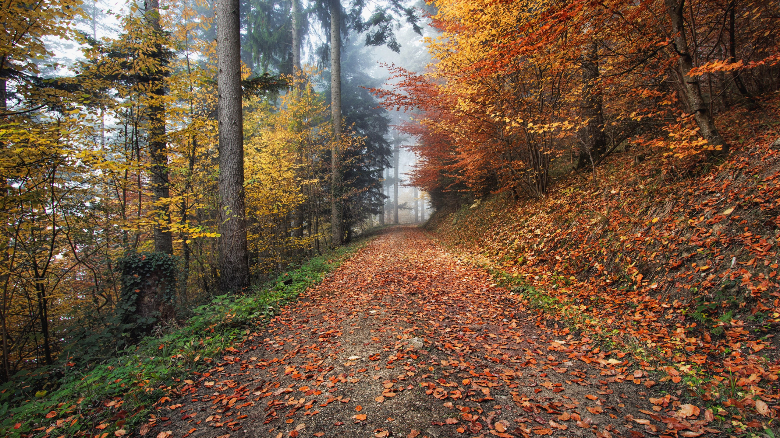 Download wallpaper: How nature looks Autumn in Kirchzarten, Germany 2560x1440