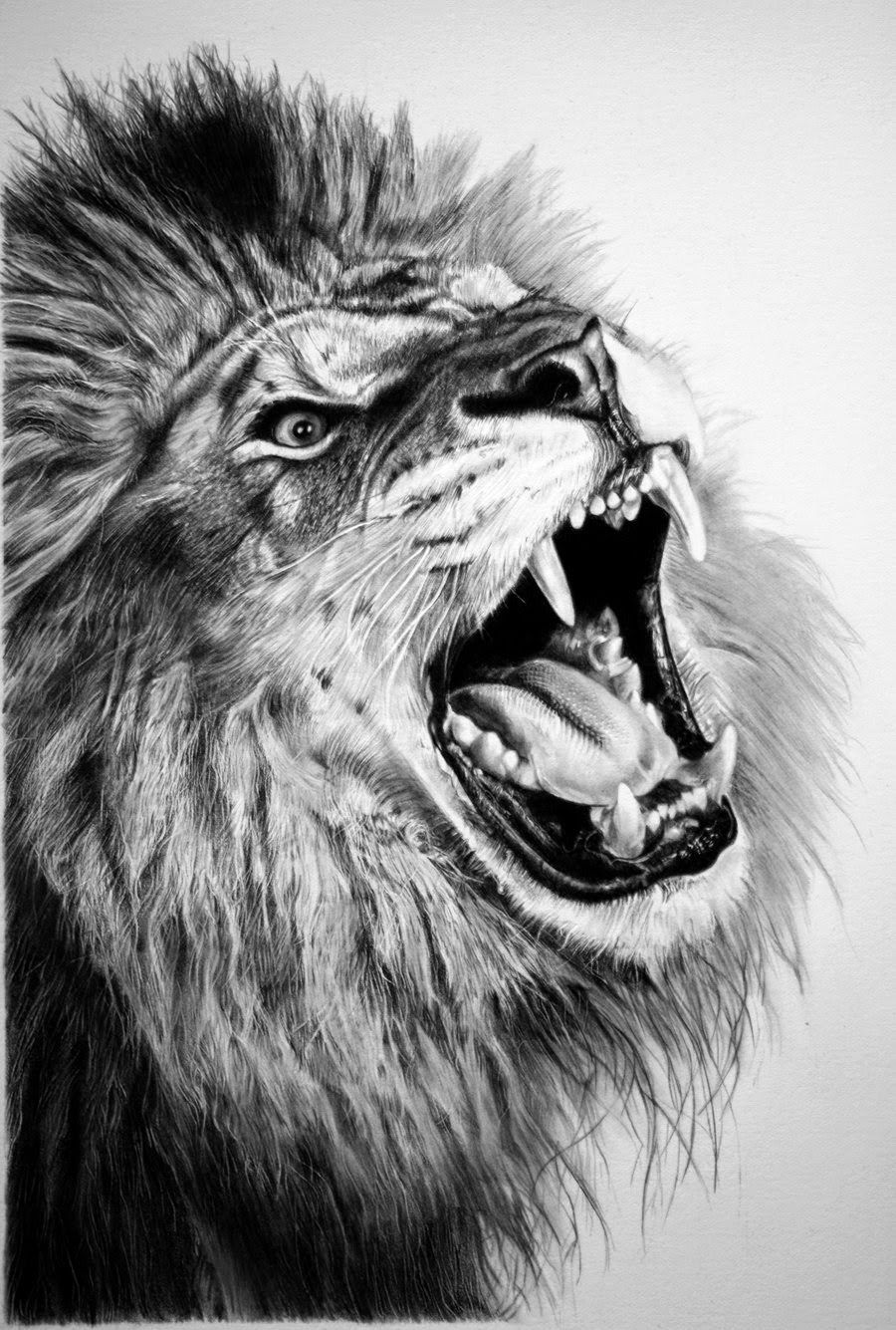 Realistic Pencil Realistic Lion Drawing Image