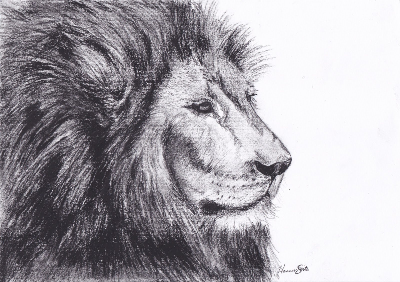 Best New Realistic Sketch Lion Drawing