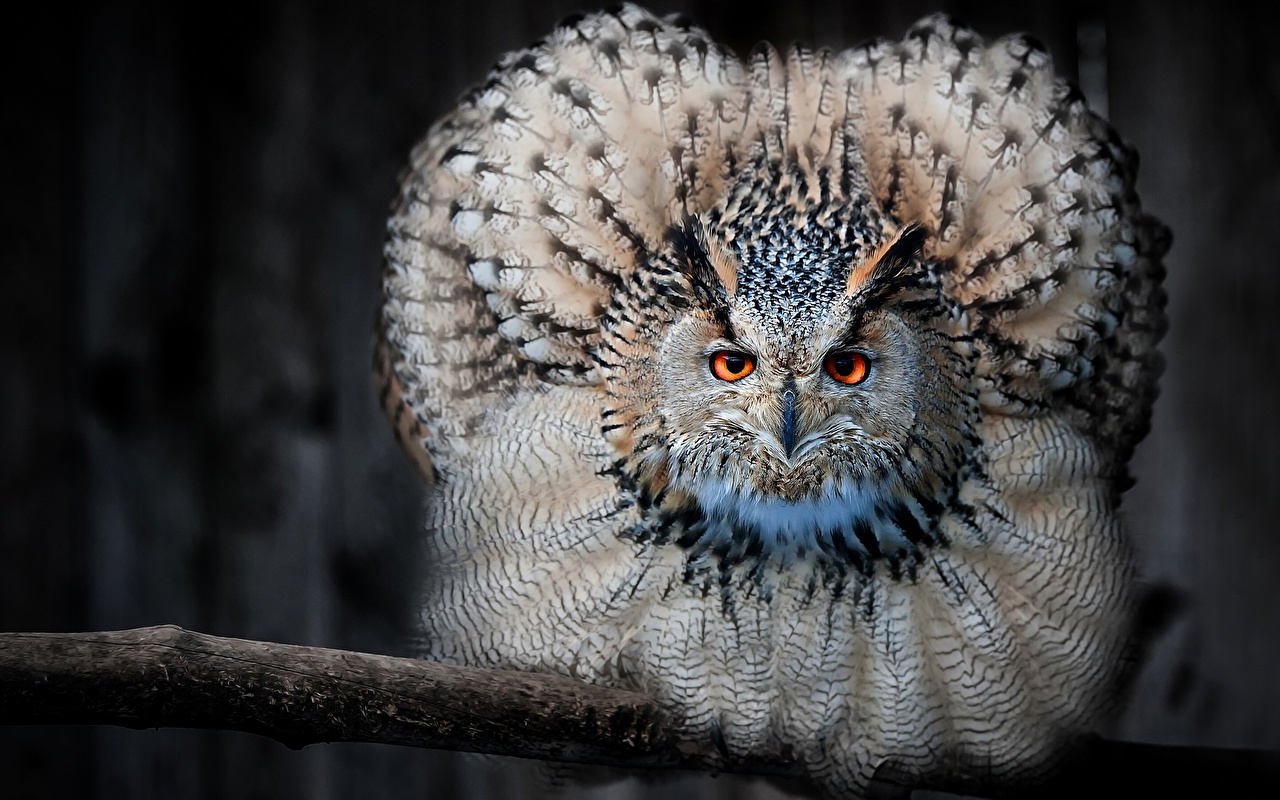 Eurasian Eagle Owl