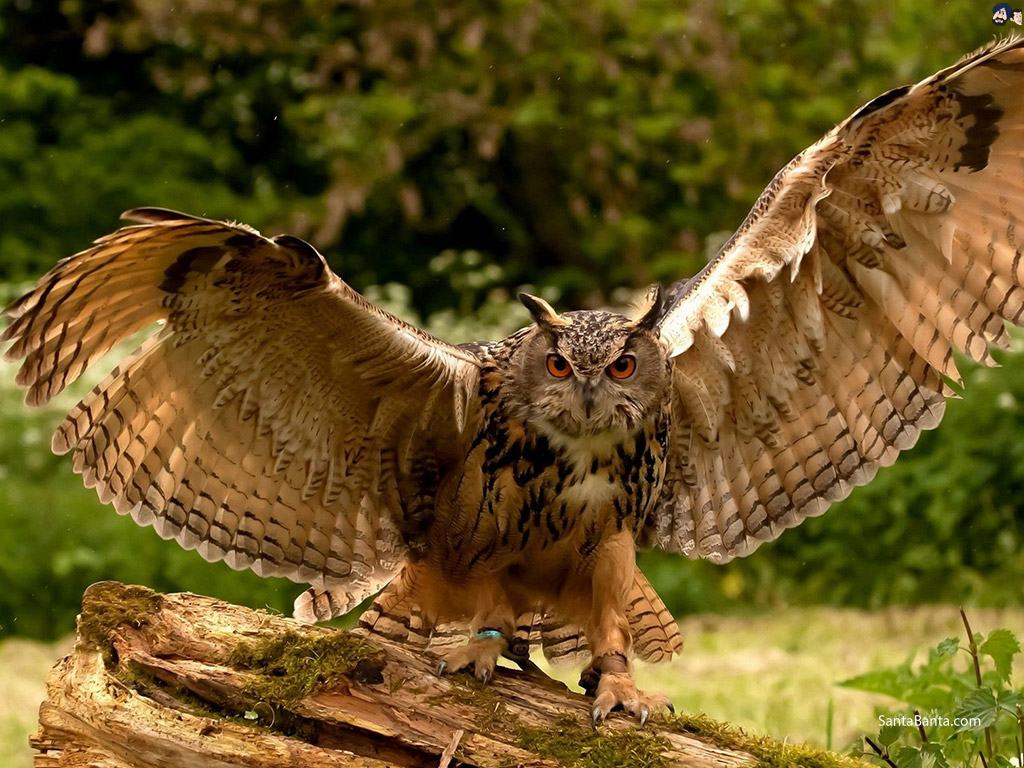 Eurasian Eagle Owl