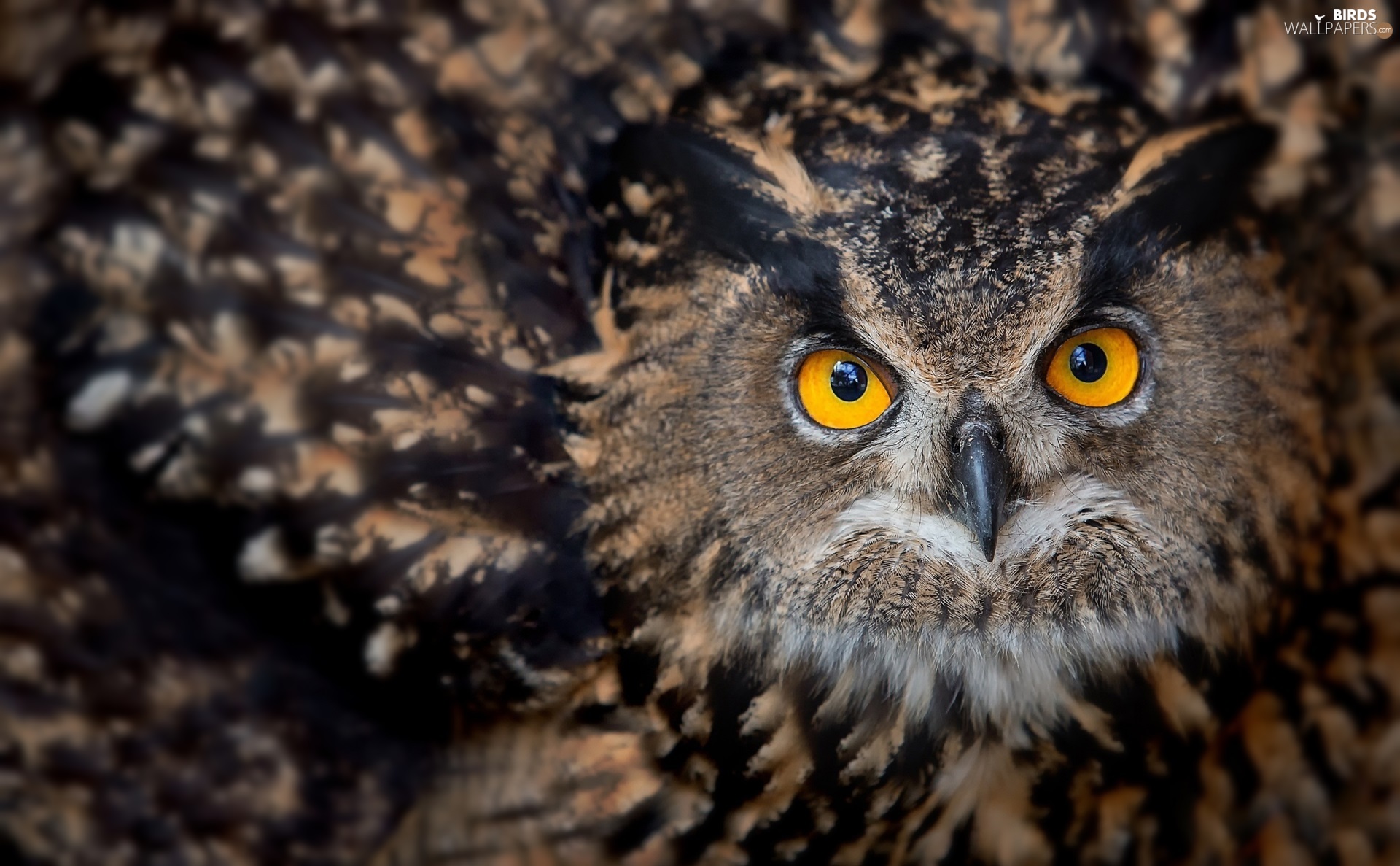 Owl, Yellow, Eyes, Eurasian Eagle Owl Wallpaper: 1920x1187