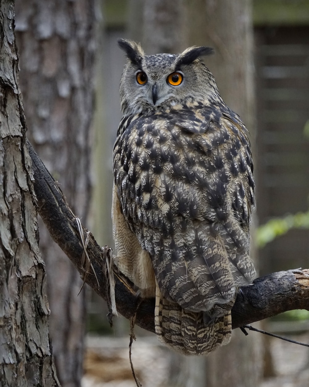 Eagle Owl Picture. Download Free Image