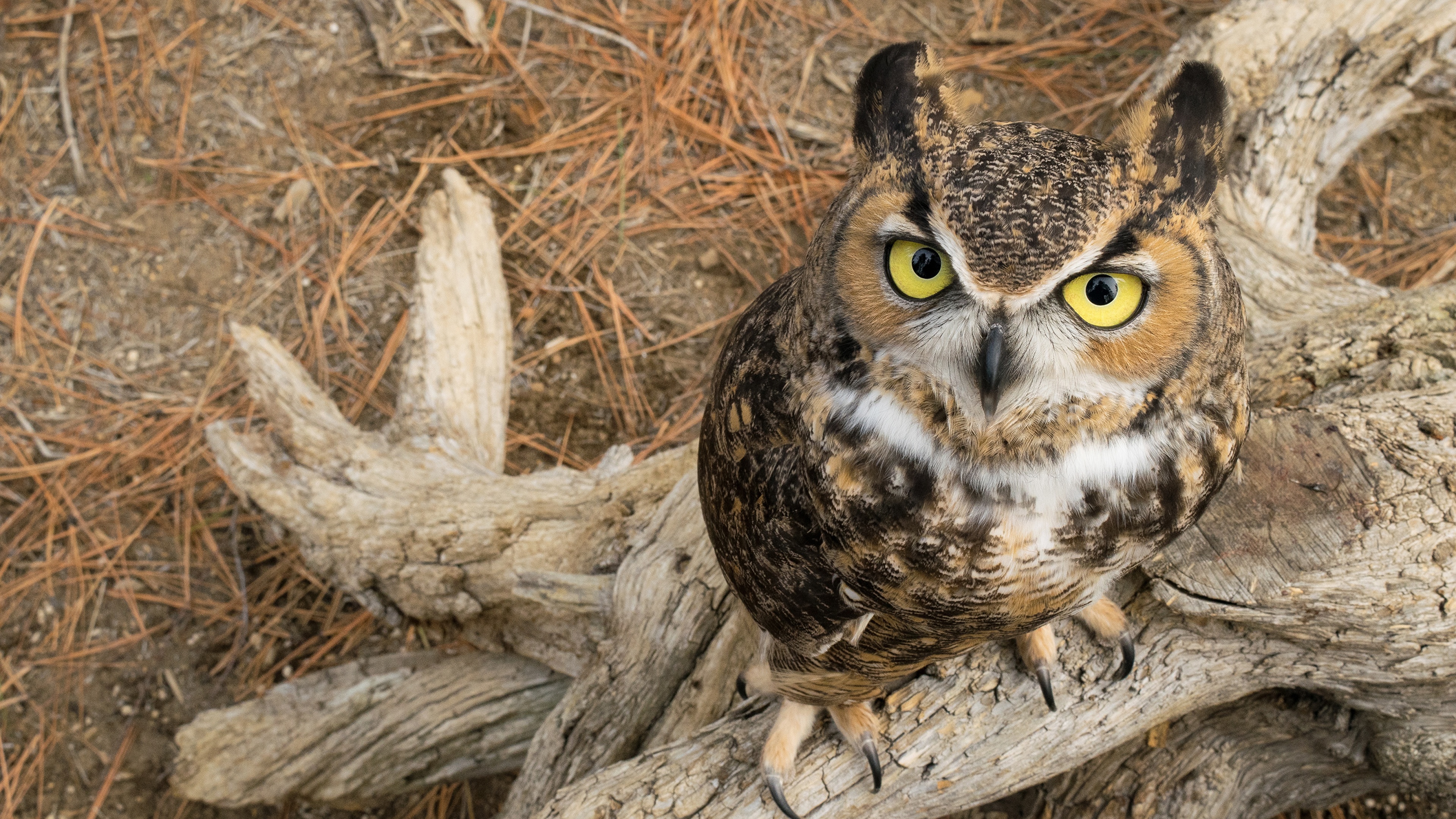 Wallpaper Eurasian Eagle Owl Owls Great Horned Owl Glance 3840x2160