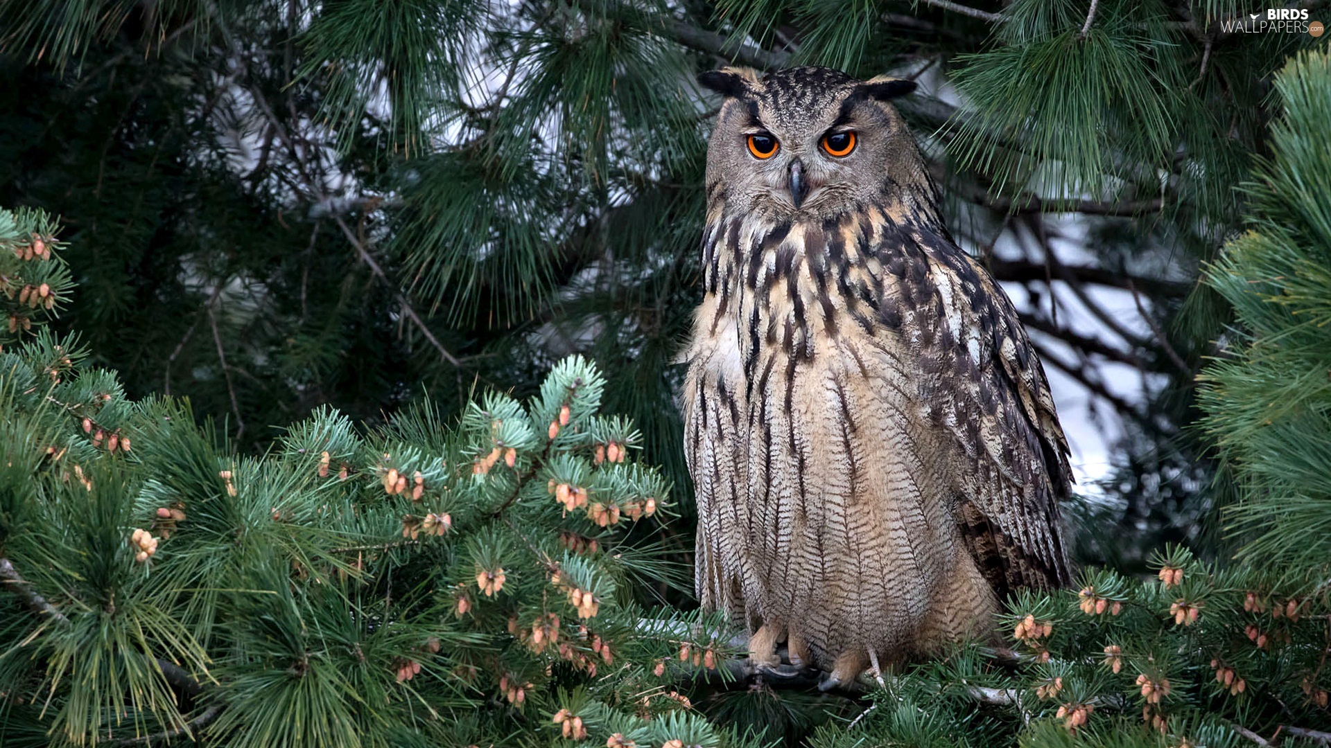 Owl, Pine, Branch Pics, Eurasian Eagle Owl Wallpaper: 1920x1080