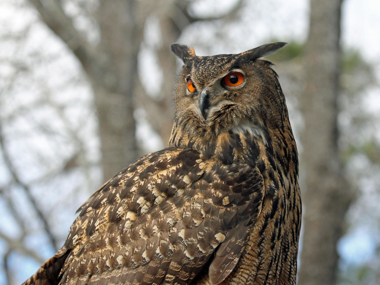 Birds Of The World: Eagle Owls (Strigidae)