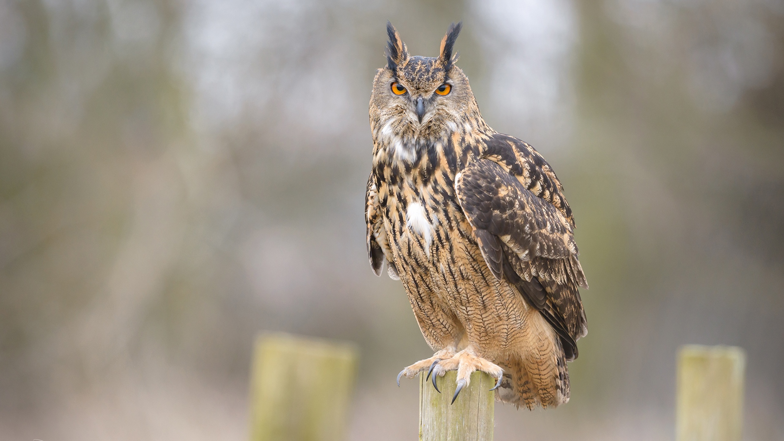 Picture Eurasian Eagle Owl Owl Birds Animals 2560x1440